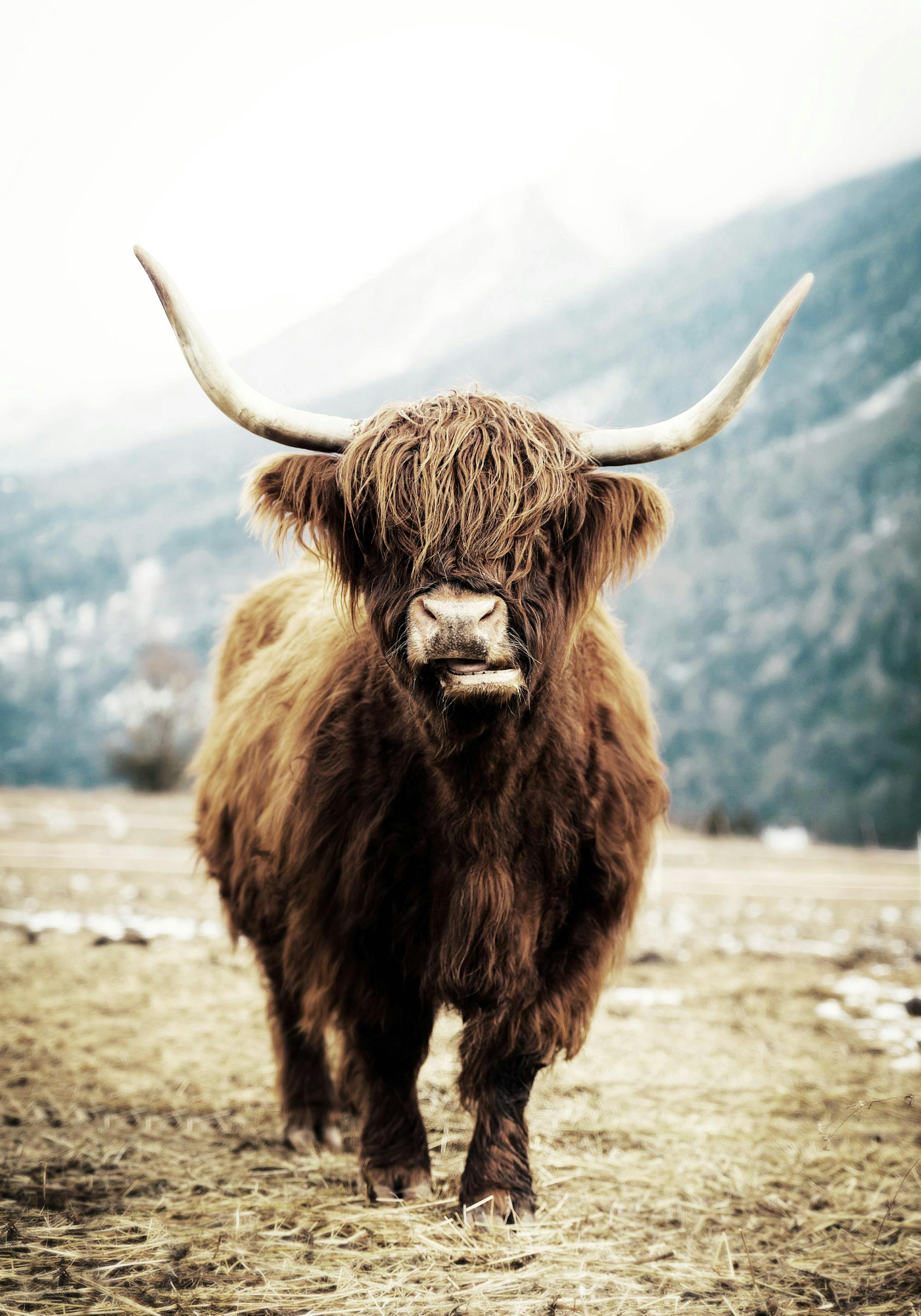 Highland Cow Poster thumbnail
