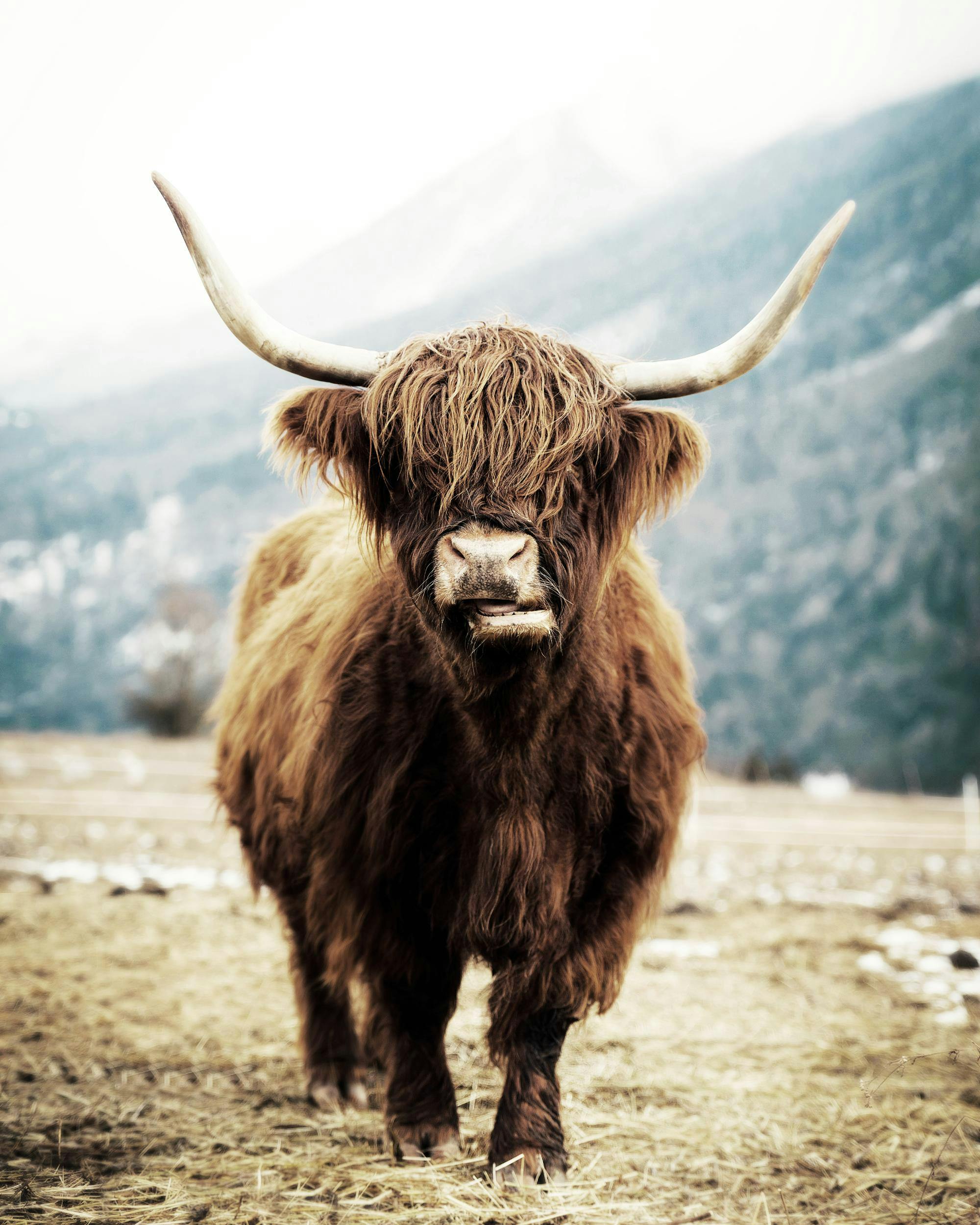 Juliste, jossa on edestäpäin kuvattu pitkäkarvainen ylämaan karja. Taustalla näkyy vuoria.