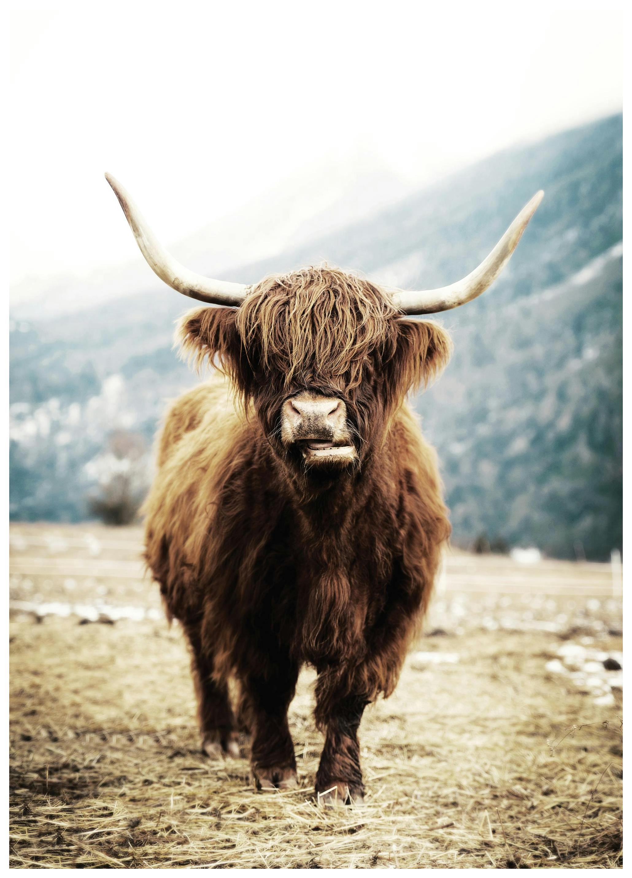 Schotse Hooglander Poster (70x100 cm) - Poster Store