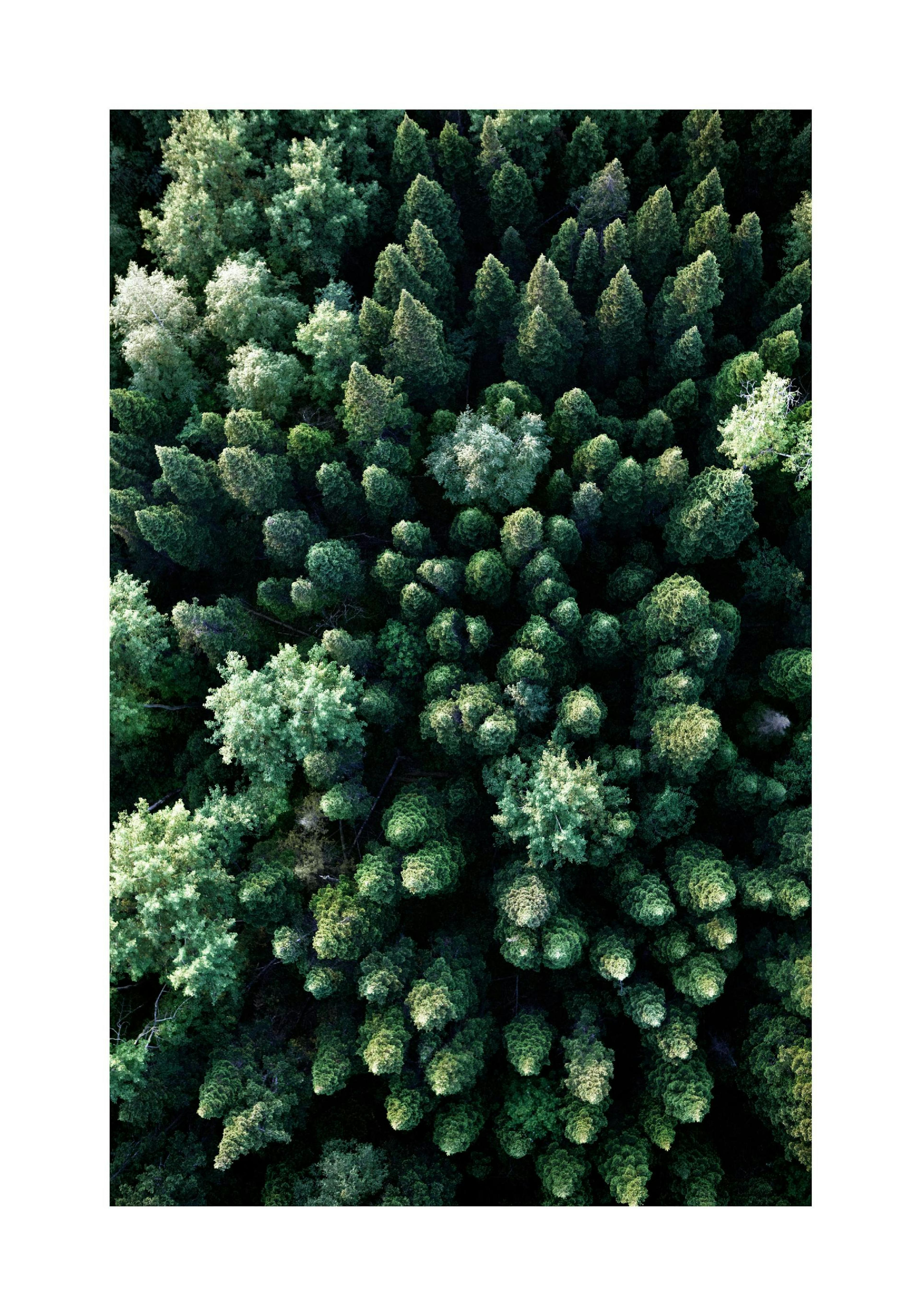 Forest From Above Poster thumbnail