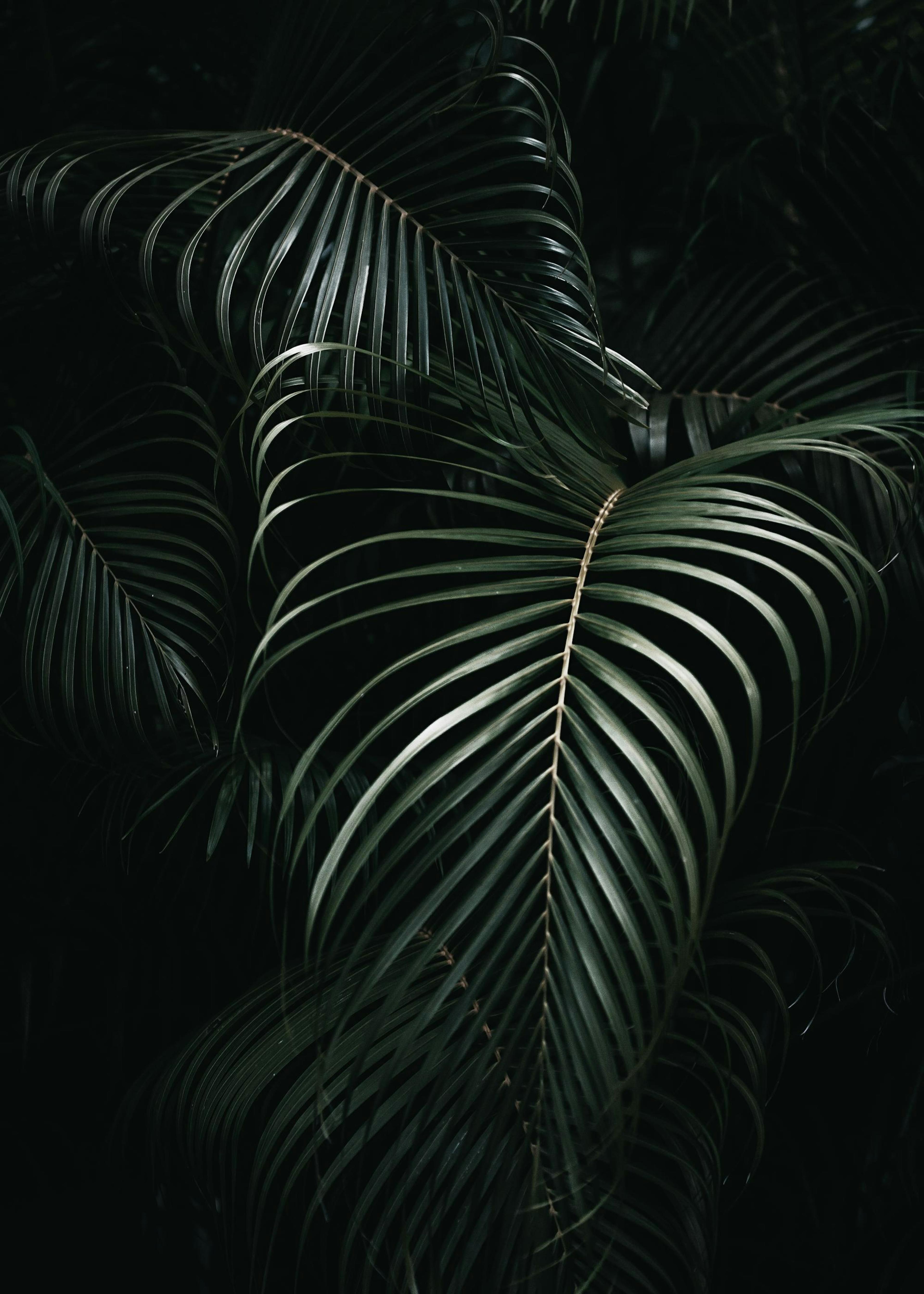 Palm leaves Poster 0