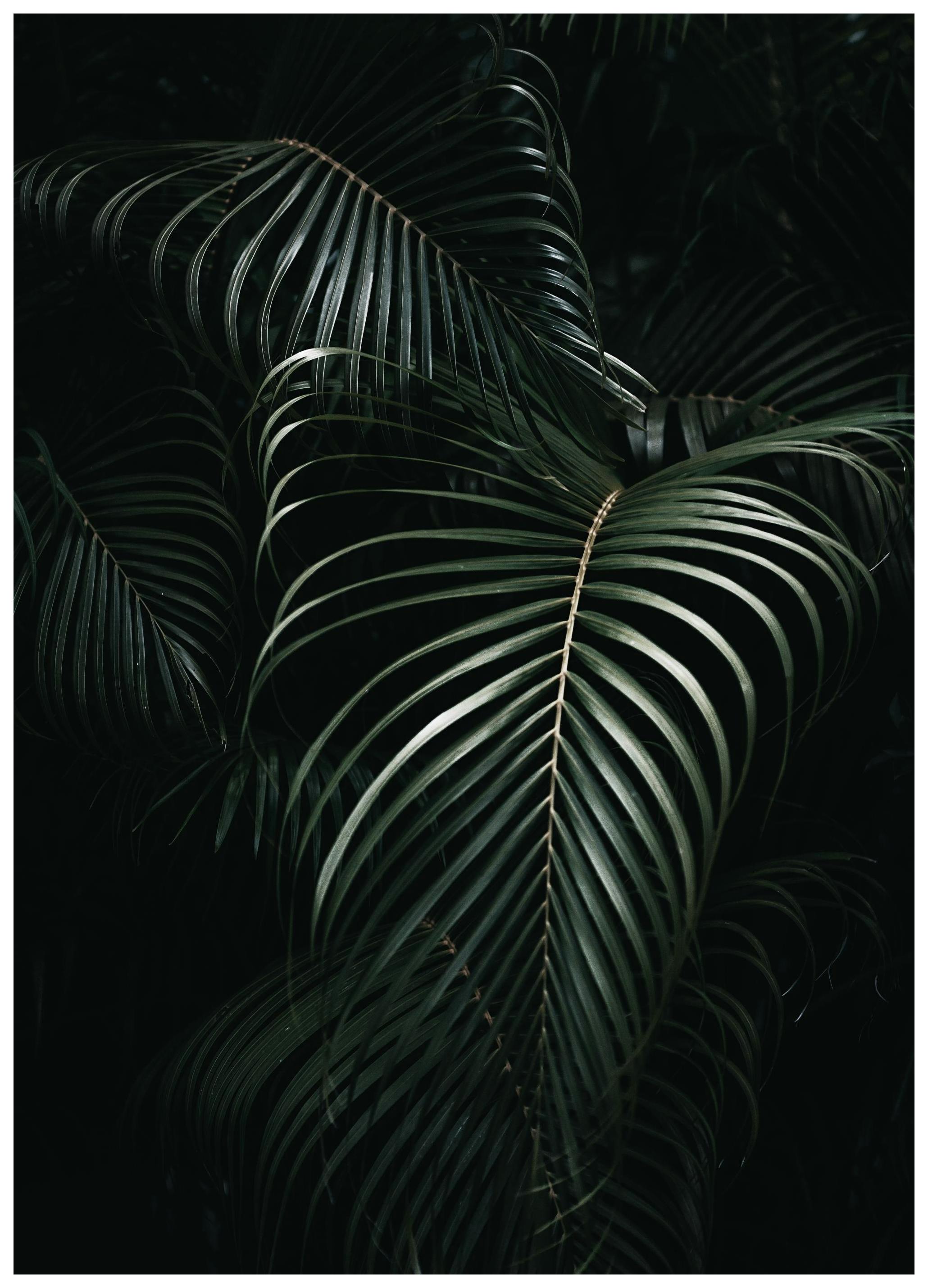 Palm leaves Poster (50x70 cm) - Poster Store