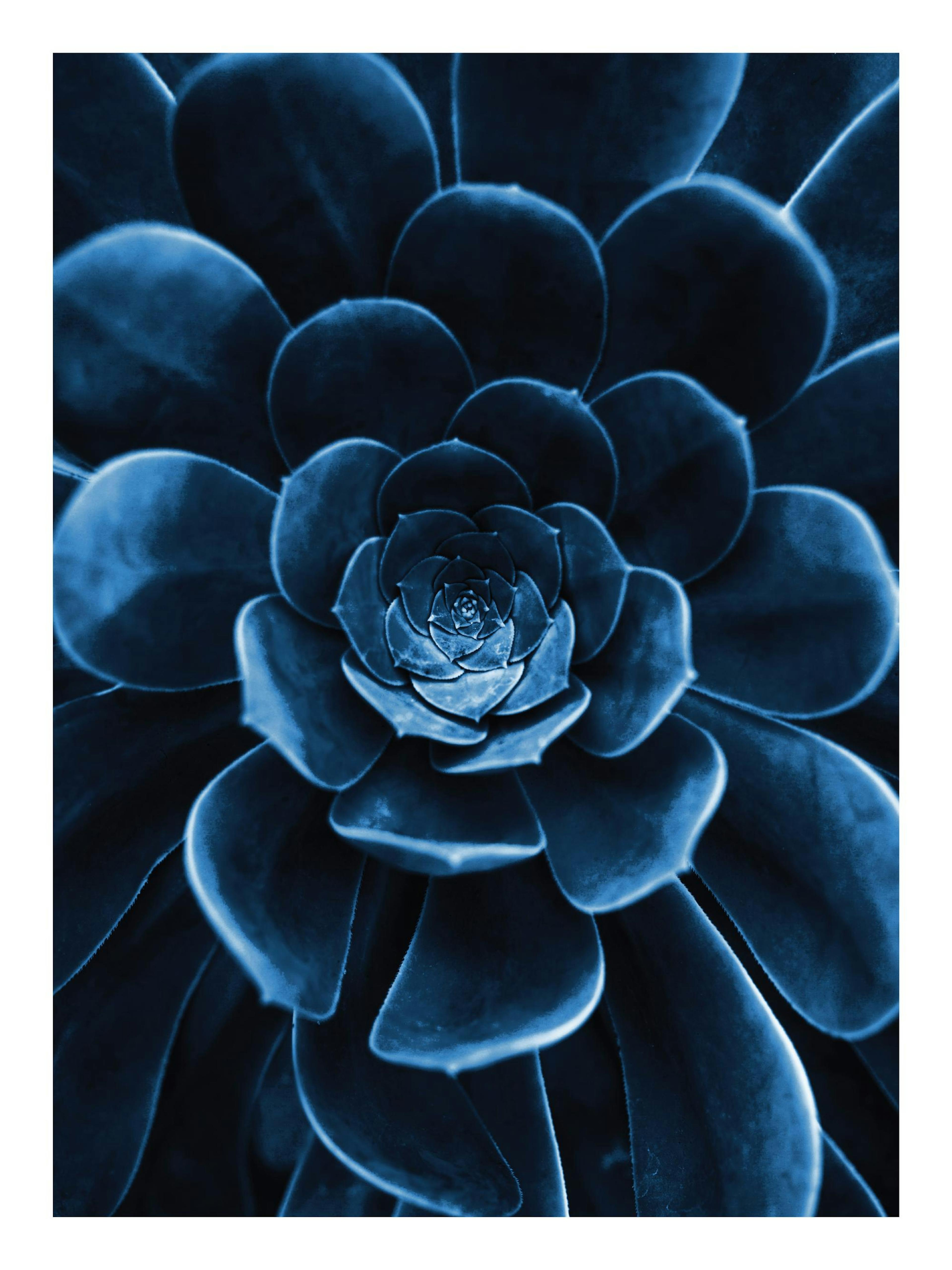 A poster featuring a close-up of a dark blue succulent plant with a spiral pattern of petals.