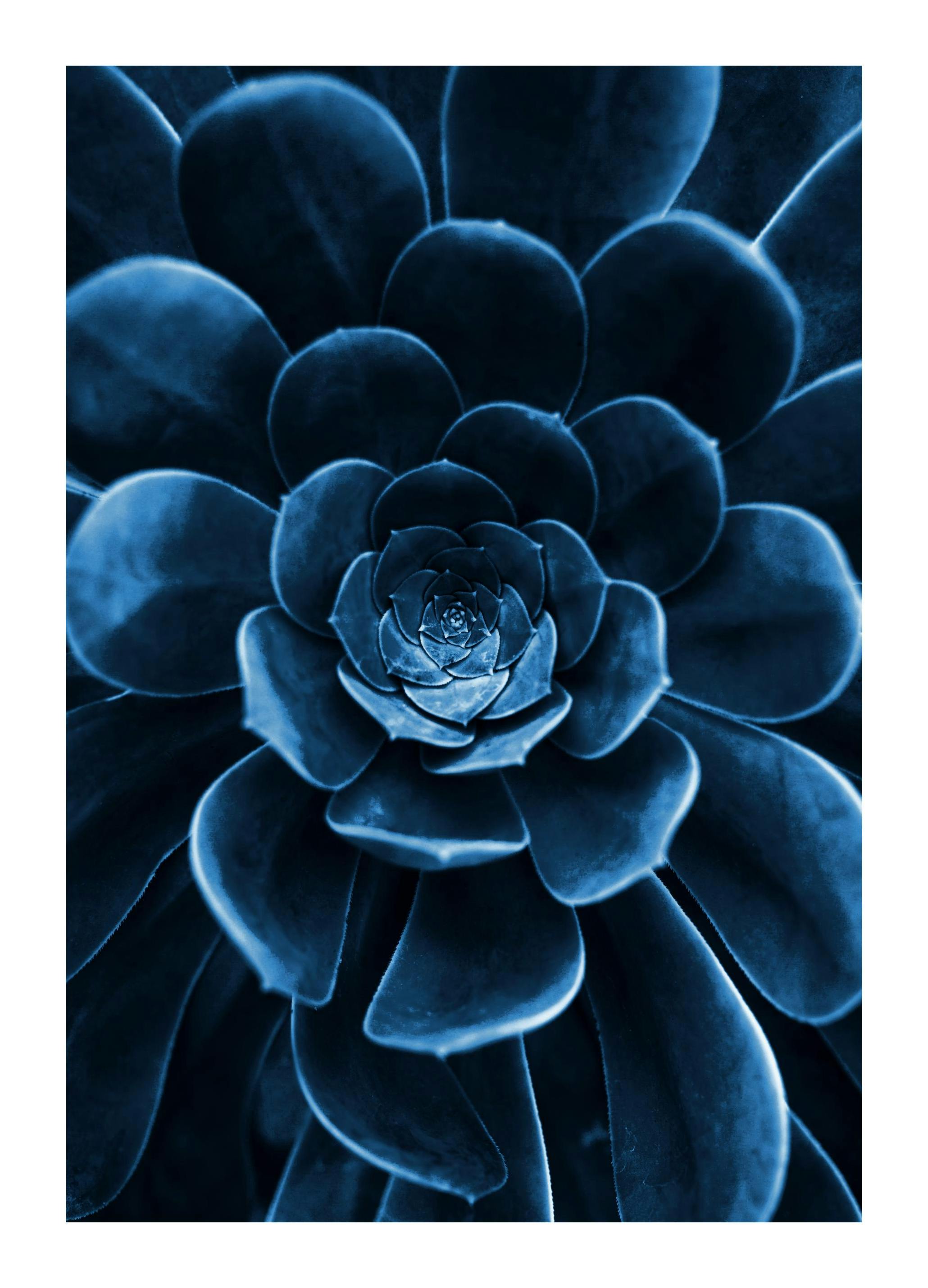 Blue flower cactus Poster (70x100 cm) - Poster Store