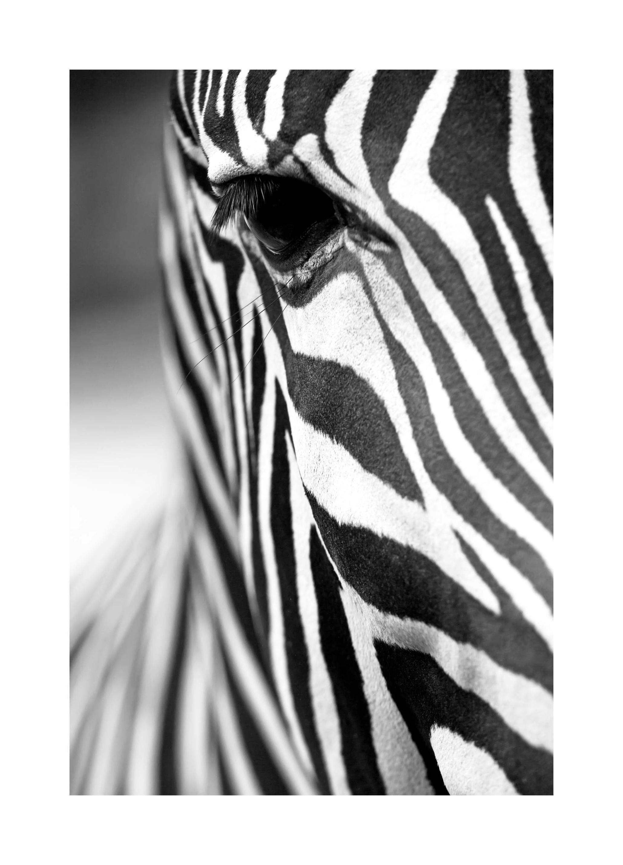 Zebra Stripes Poster (21x30 cm) - Poster Store