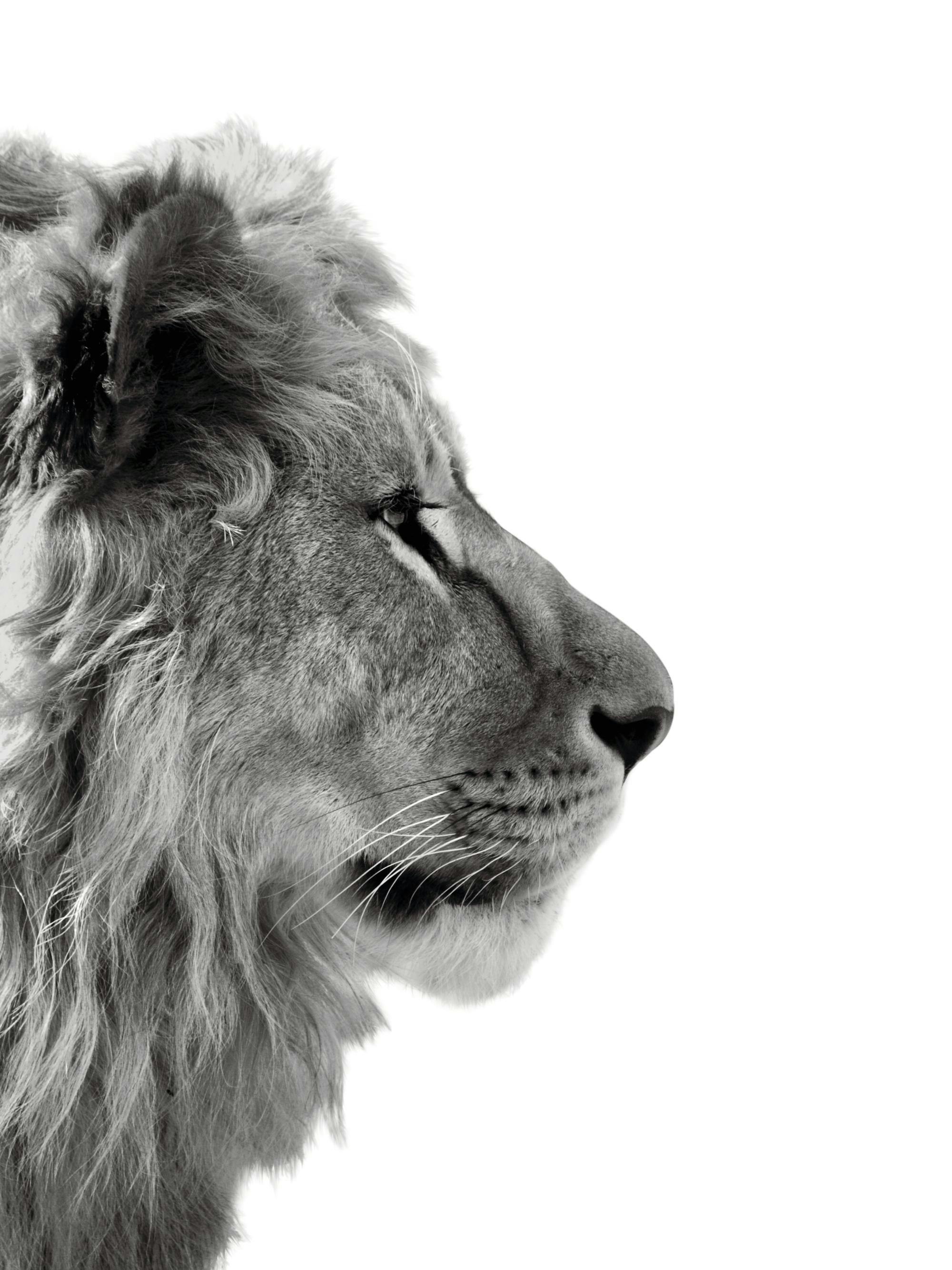 Un poster alb-negru cu profilul unui leu cu o coamă bogată, pe un fundal alb.