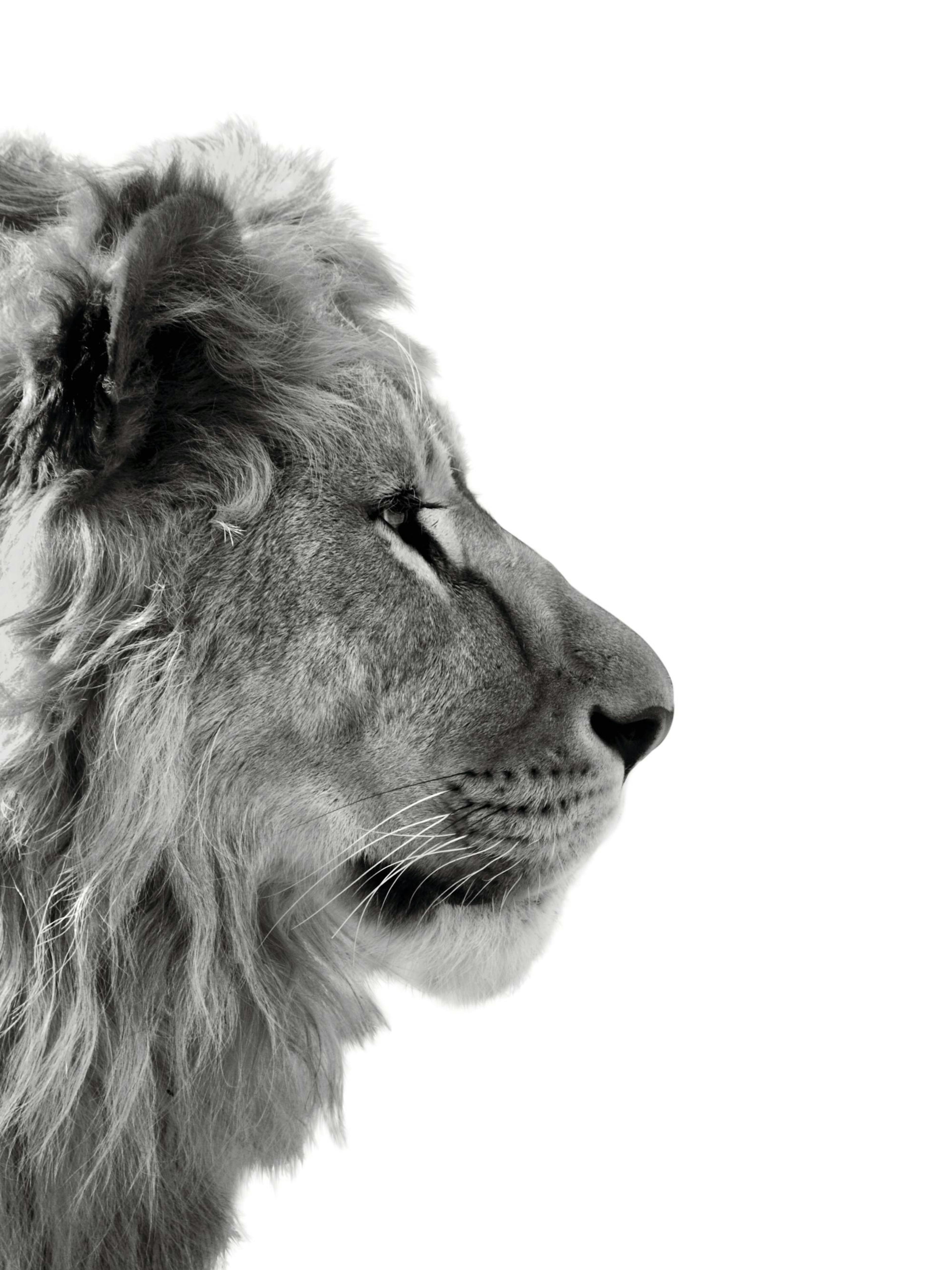 Lion Profile Poster 0