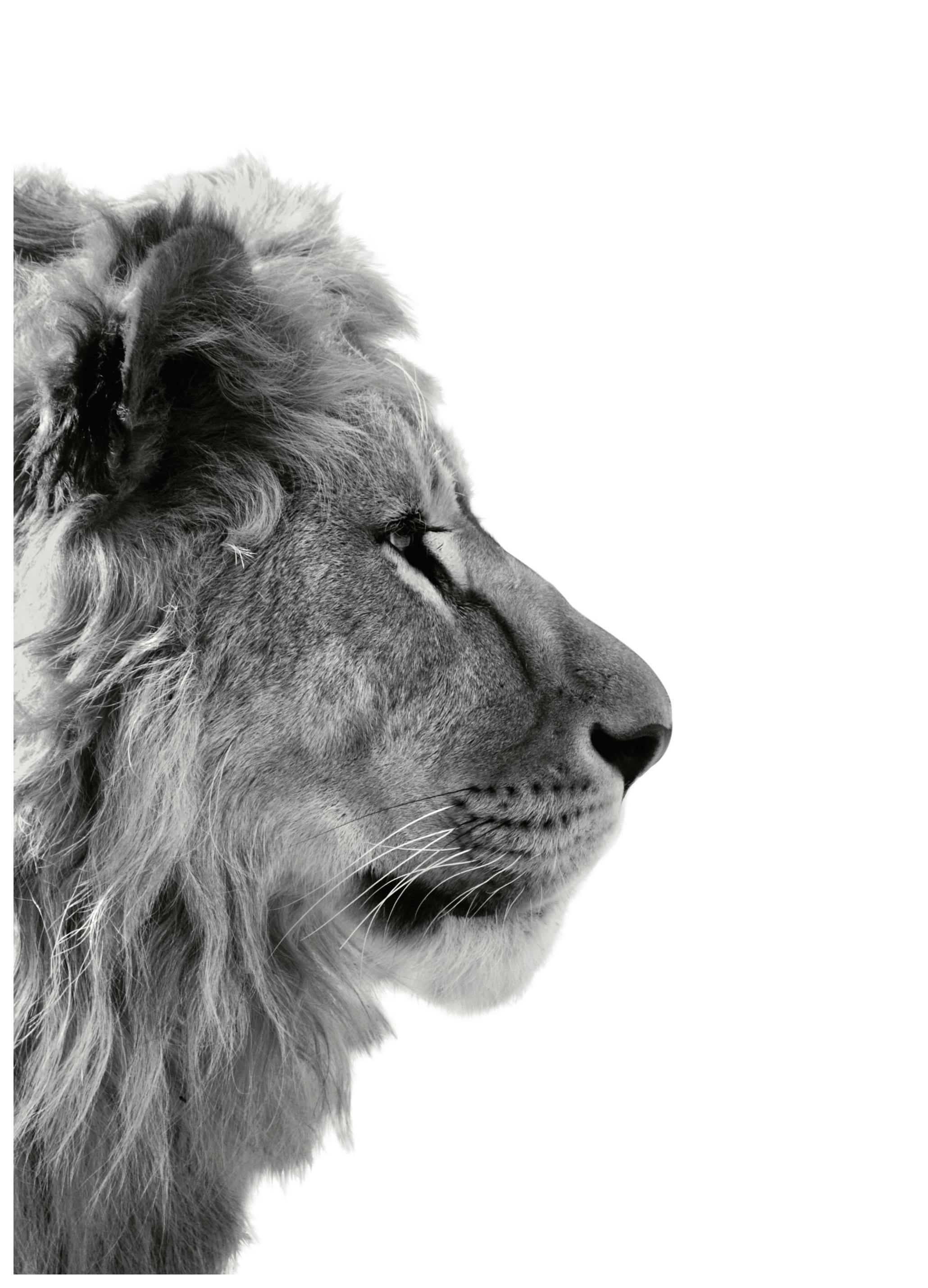 Leeuw profiel Poster (21x30 cm) - Poster Store