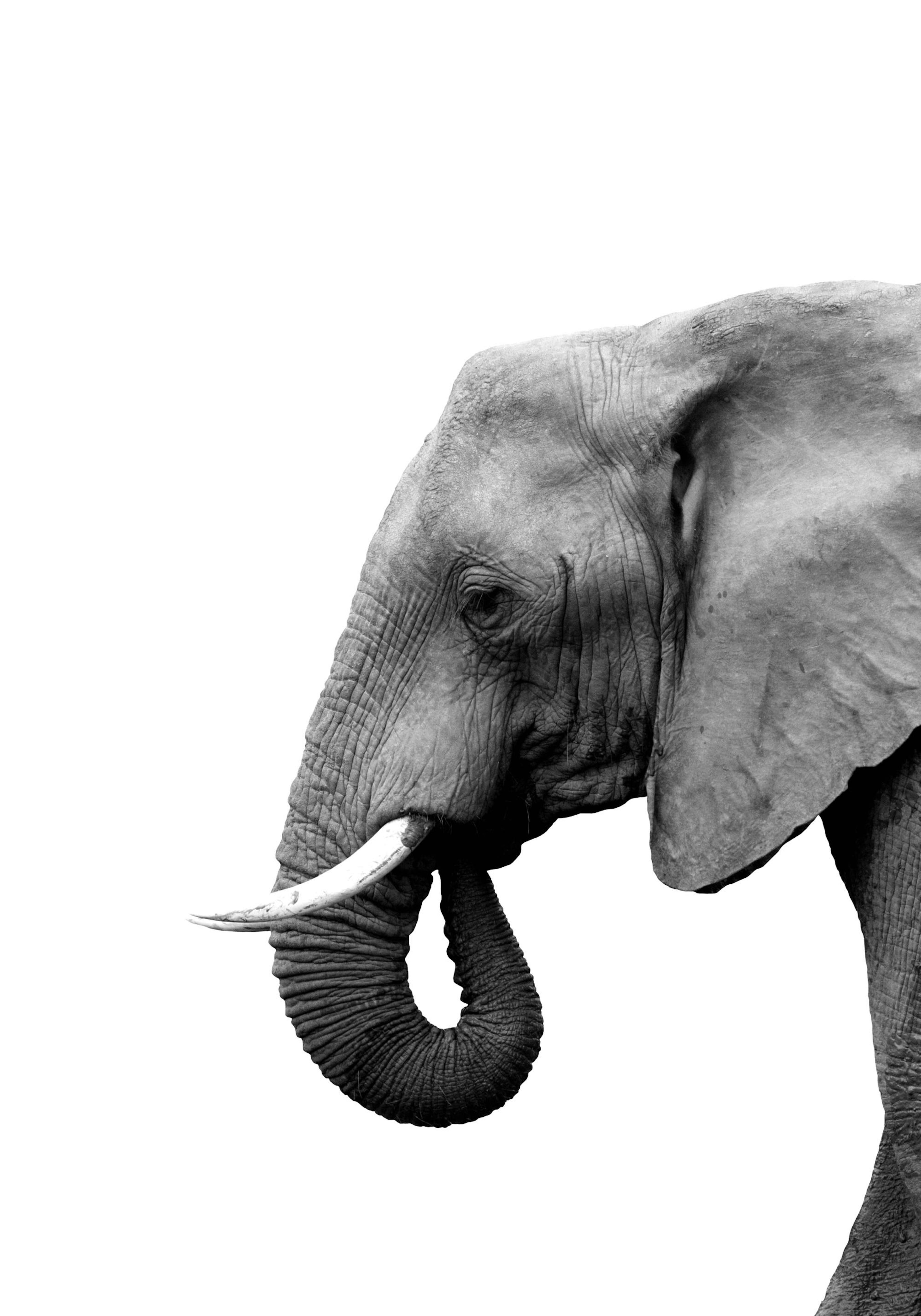 Elephant Profile Poster thumbnail