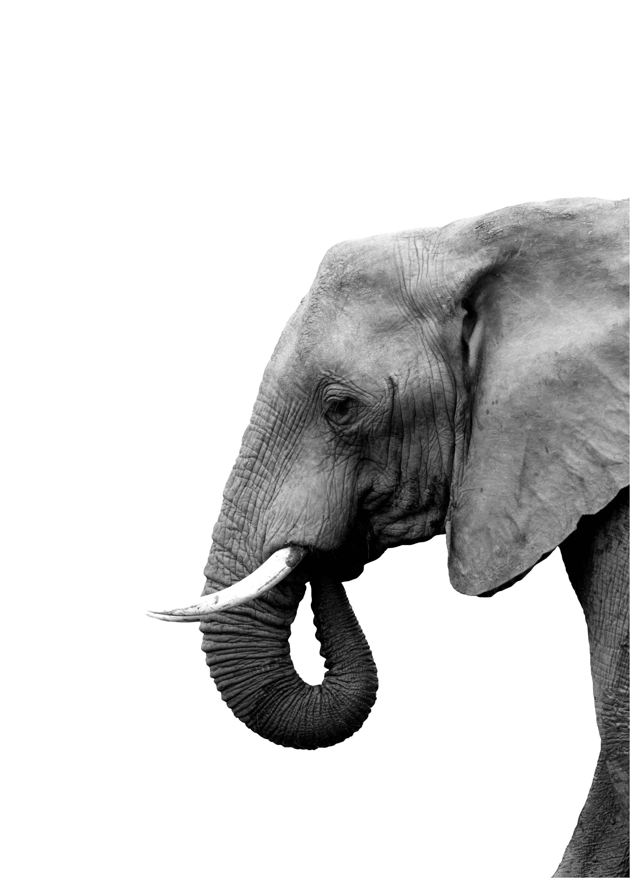 Olifant profiel Poster (30x40 cm) - Poster Store