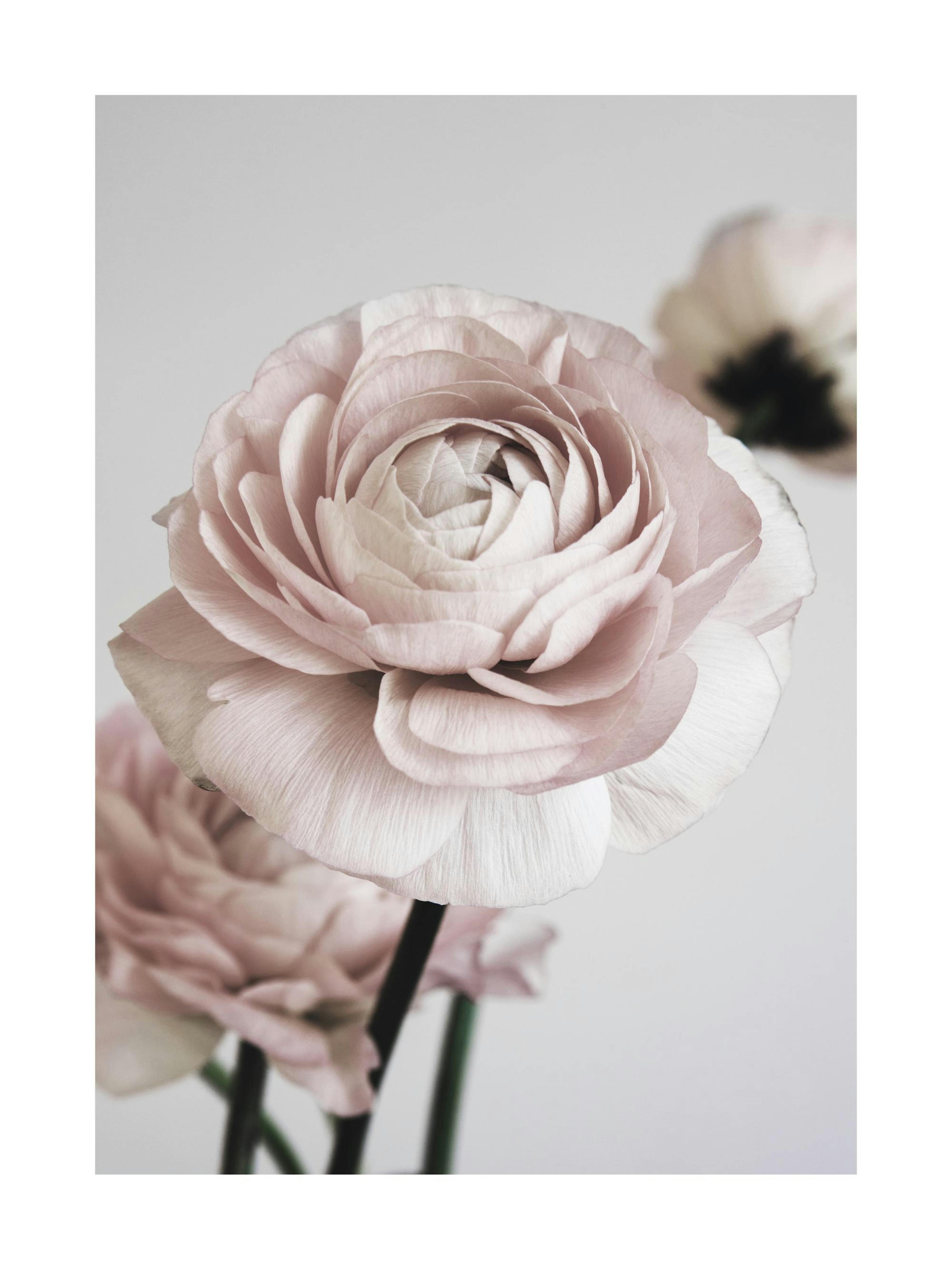 Sueño de Flor Rosa No1 Póster thumbnail