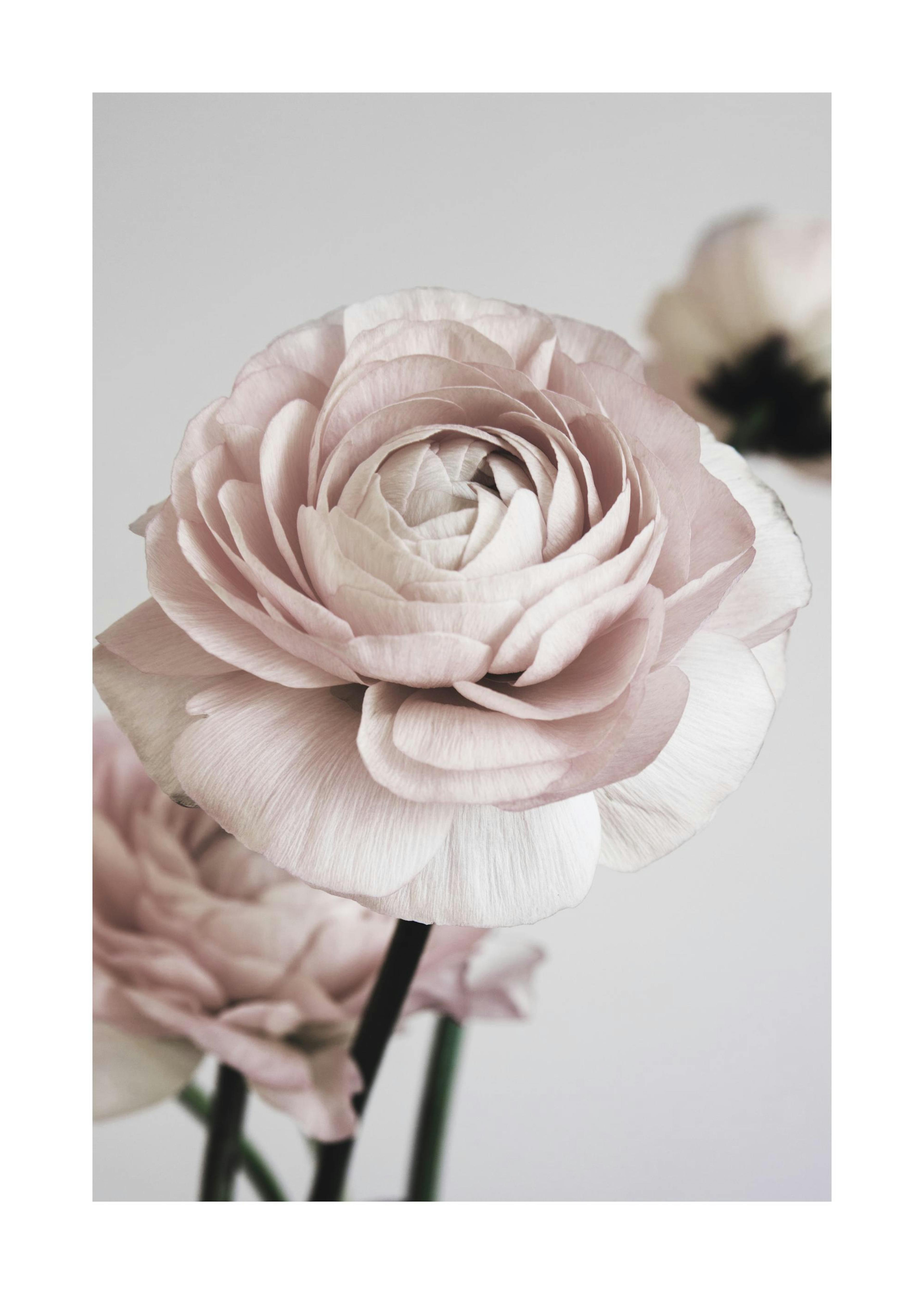 Póster de una flor de ranúnculo rosa pálido con pétalos suaves y detallados, sobre un fondo claro, con otra flor difuminada.