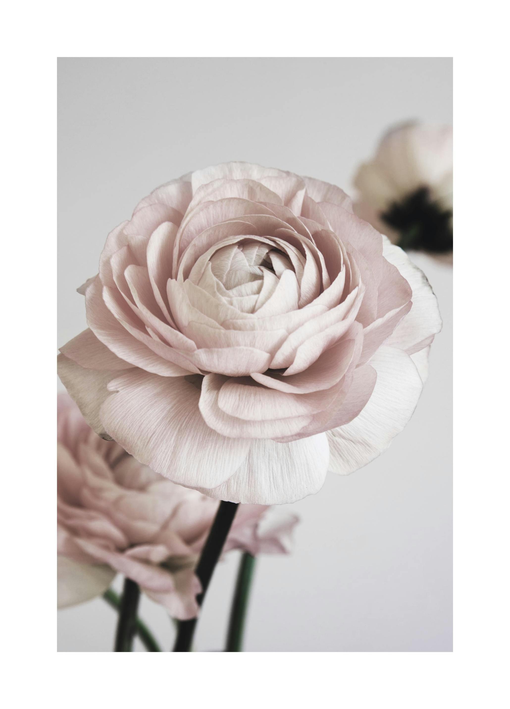 Pink Flower Dream No1 Poster (30x40 cm) - Poster Store