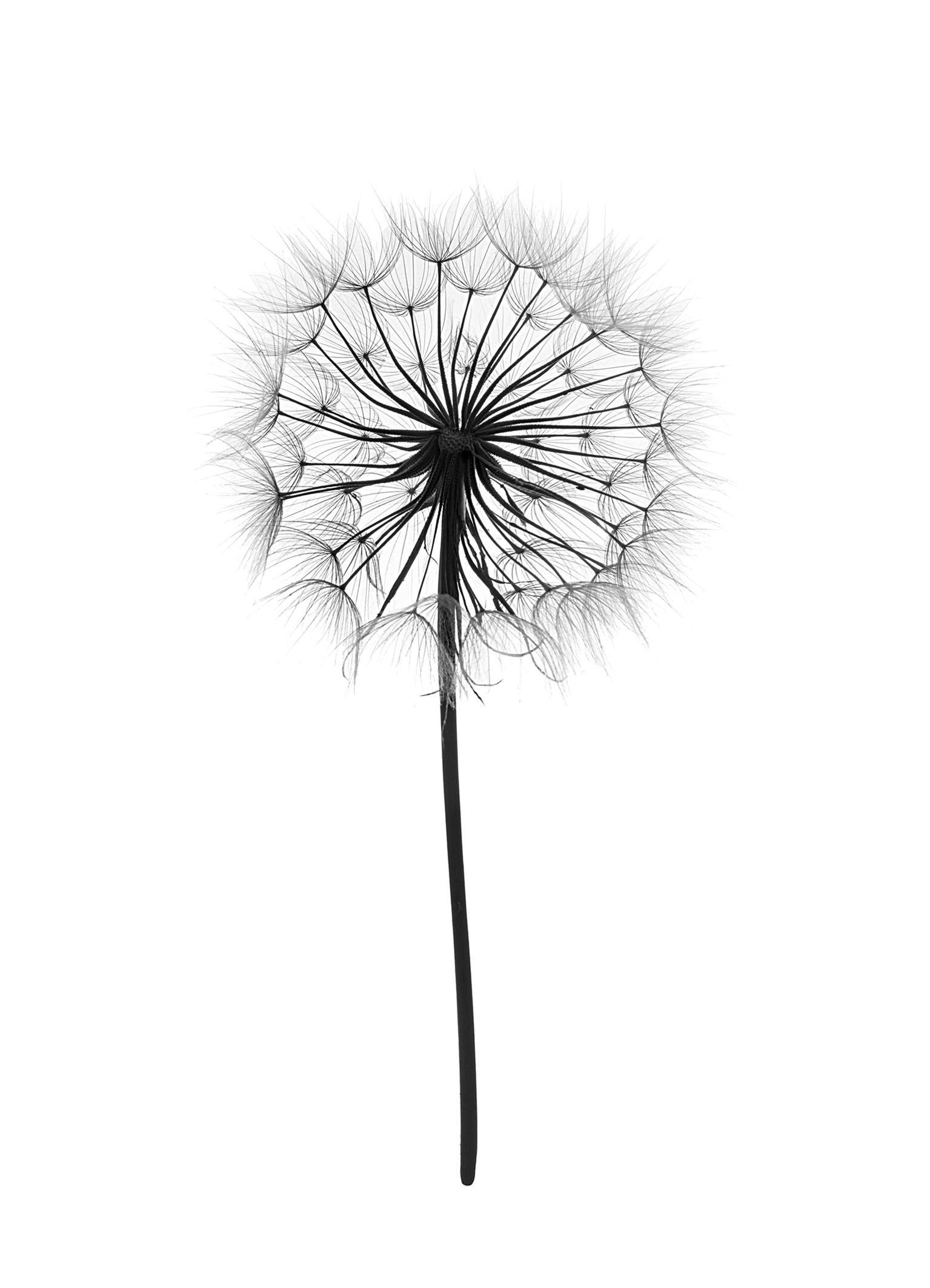 A poster featuring a black and white close-up of a dandelion seed head with delicate, wispy filaments.