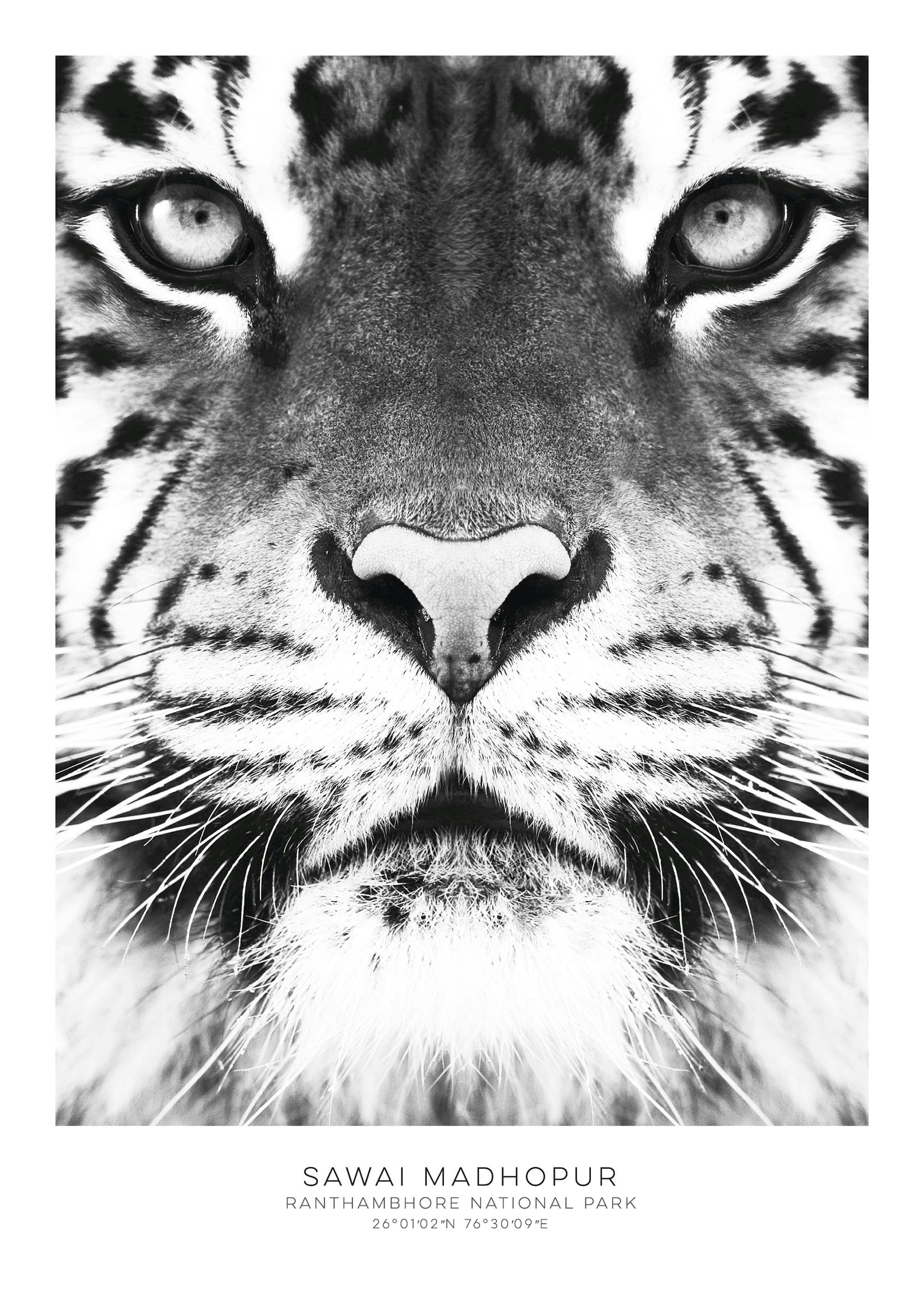 Bengal Tiger Poster 0