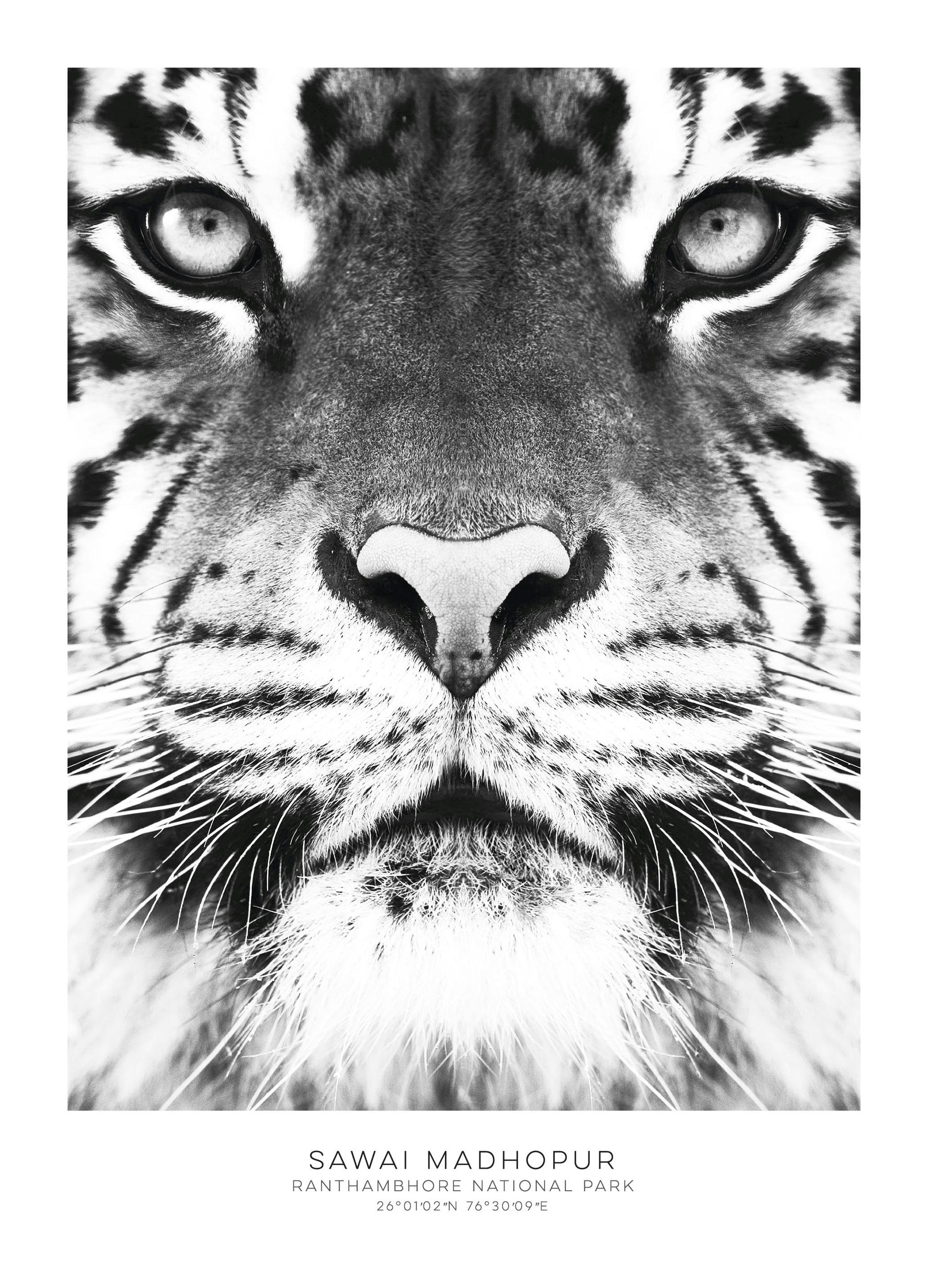 Bengal Tiger Poster (30x40 cm) - Poster Store