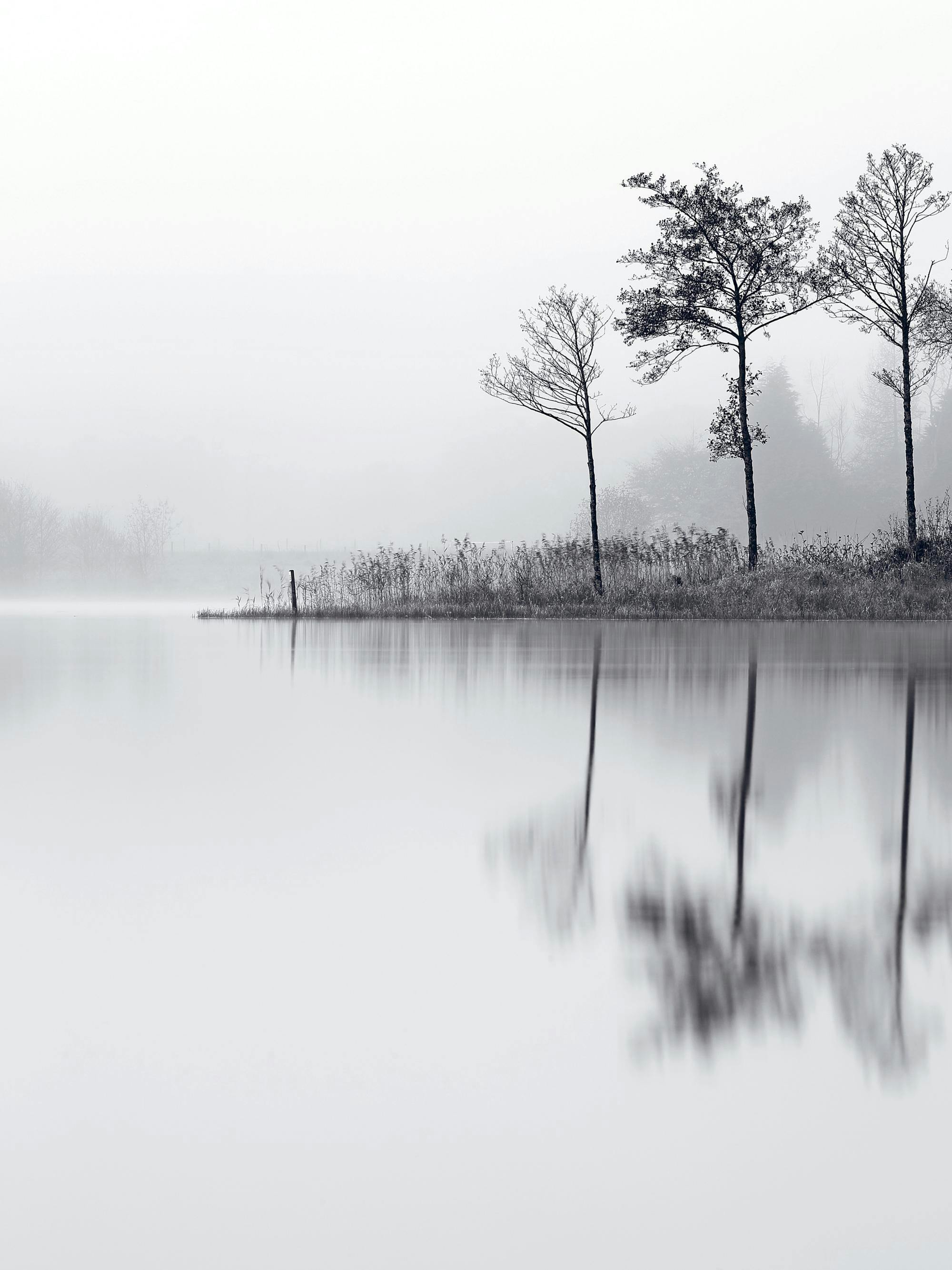 Ein Poster eines schwarz-weißen, nebligen Sees mit Bäumen am Ufer und ihrer Spiegelung im Wasser.