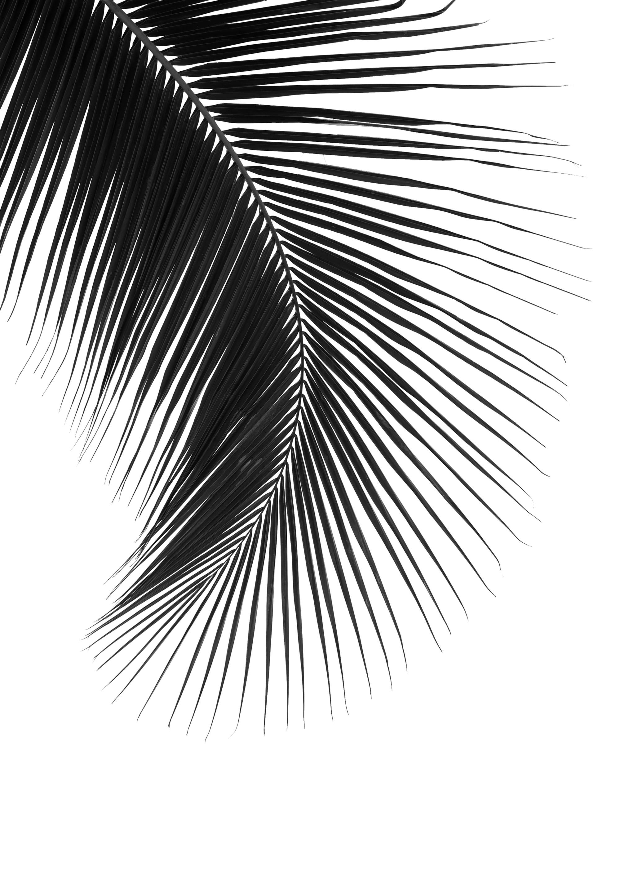Printable Palm Leaf Black And White Freebie Palm Leaf Exotic Poster