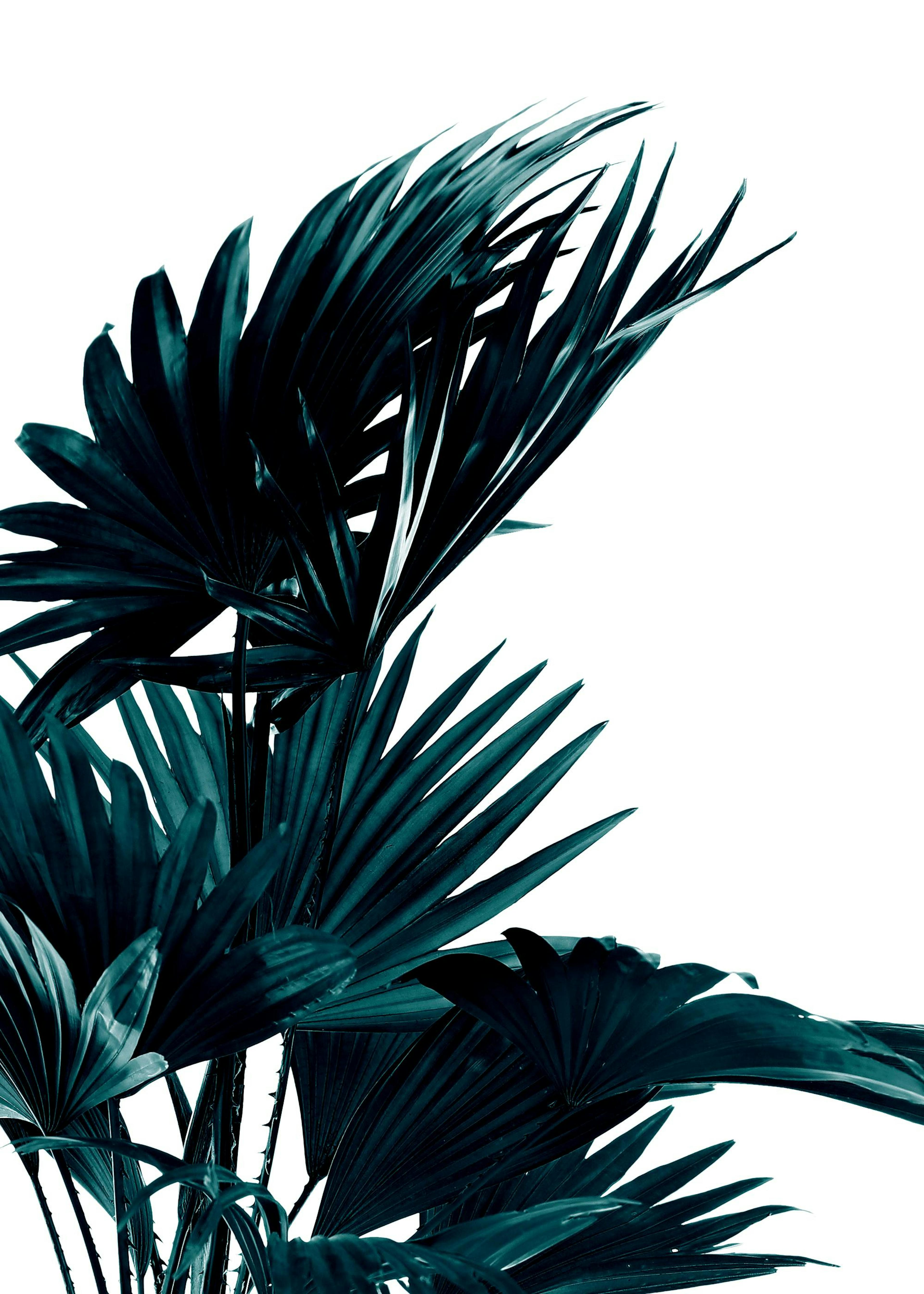 Palm Leaves, Poster 0