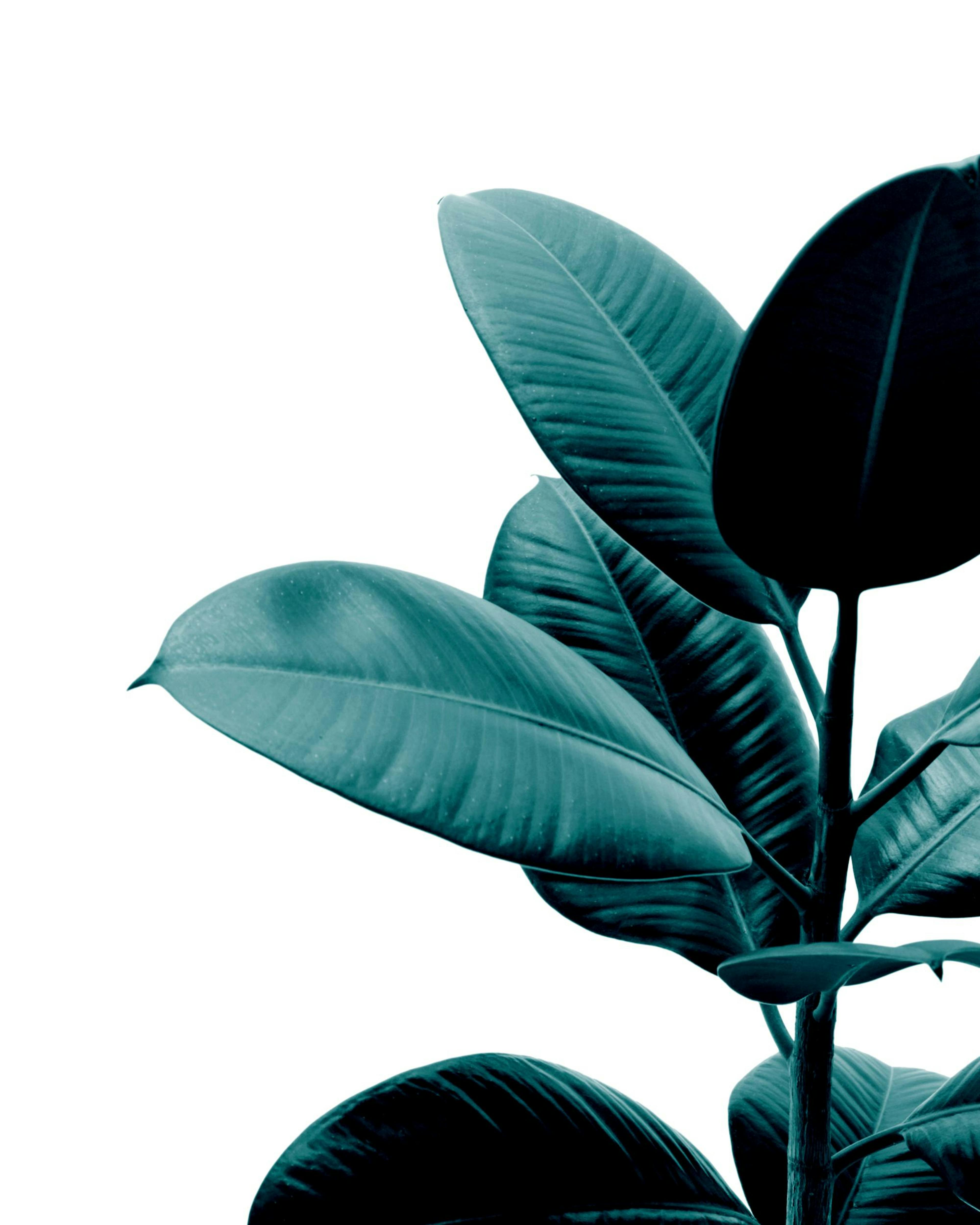 흰색 배경에 청록색 고무나무 잎들이 있는 식물 포스터