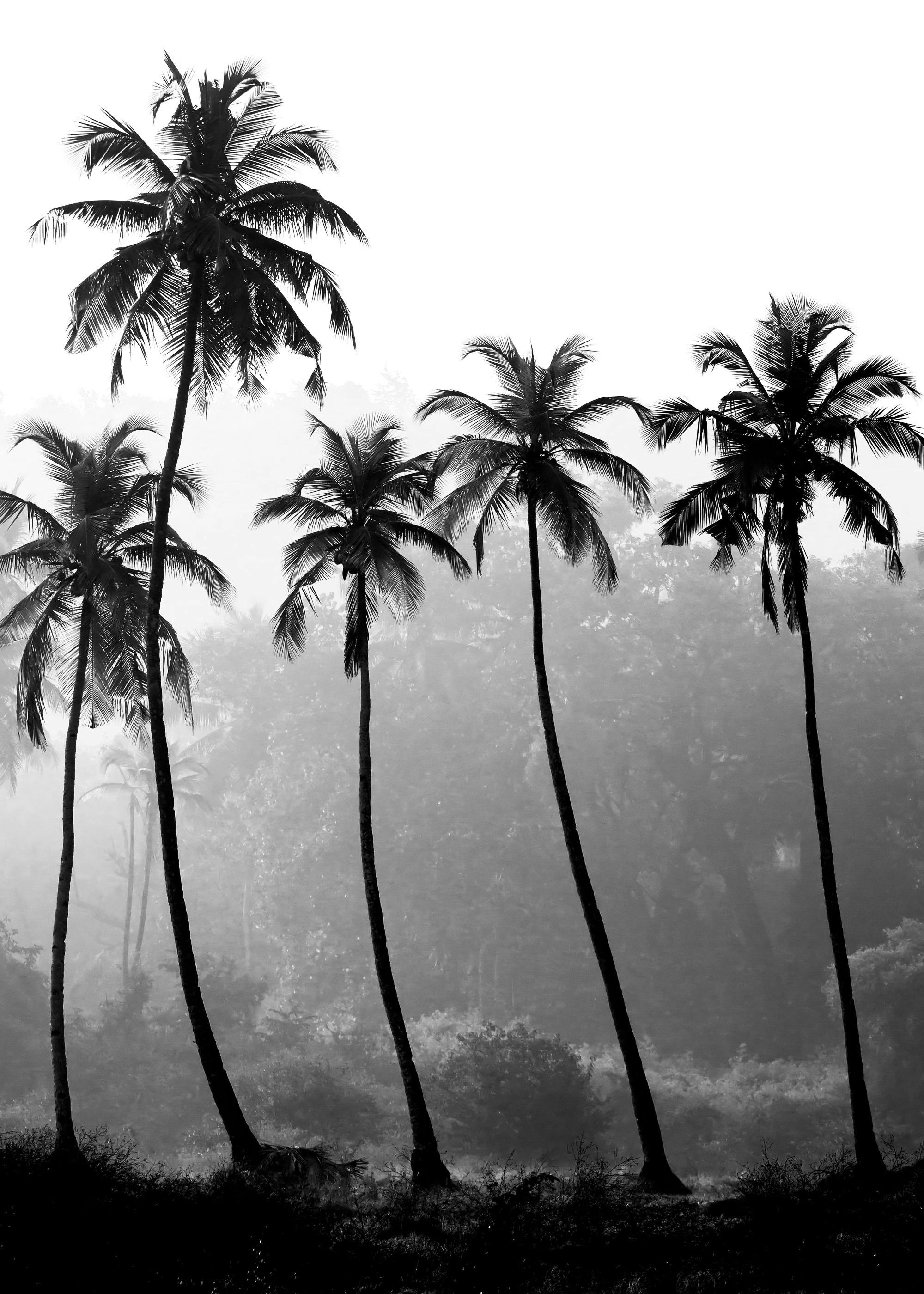 Póster en blanco y negro de palmeras altas de coco, con siluetas oscuras, y un fondo de jungla neblinosa.
