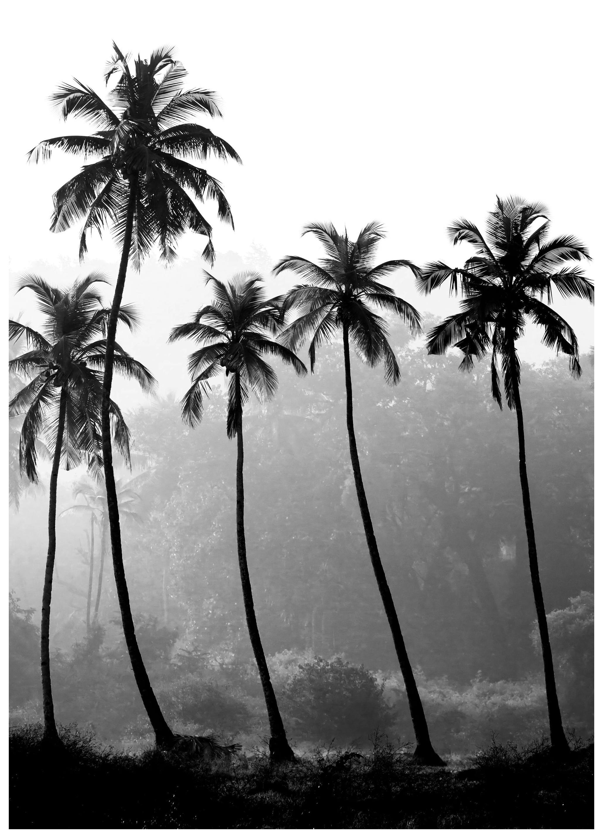 Palm Trees, (50x70) (50x70 cm) - Poster Store