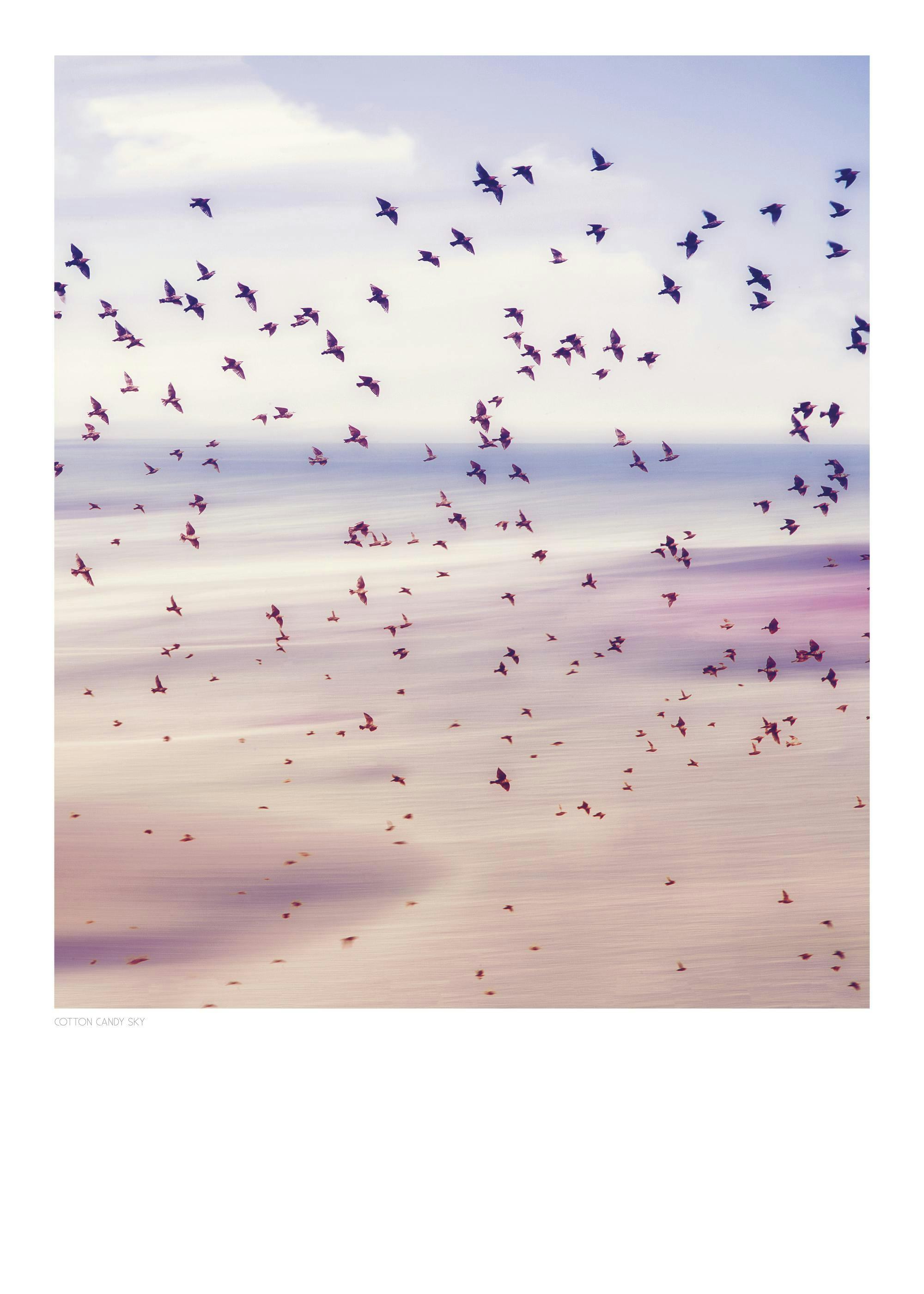 Poster: Ein Schwarm Vögel fliegt über einen pastellfarbenen Horizont, der Himmel und Meer verschmelzen lässt.