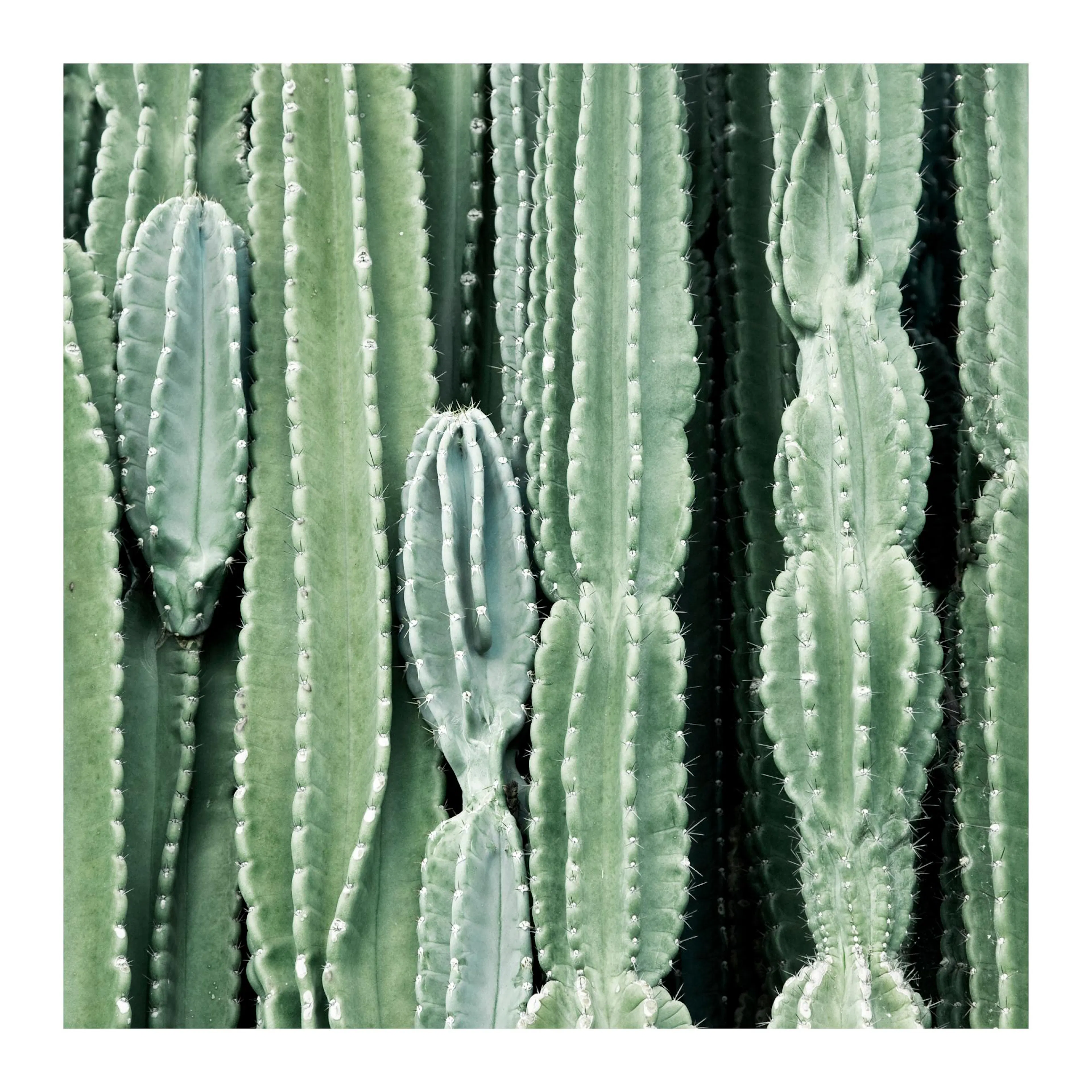 Poster avec des cactus verts aux formes diverses, remplissant le cadre, créant un motif naturel et texturé.