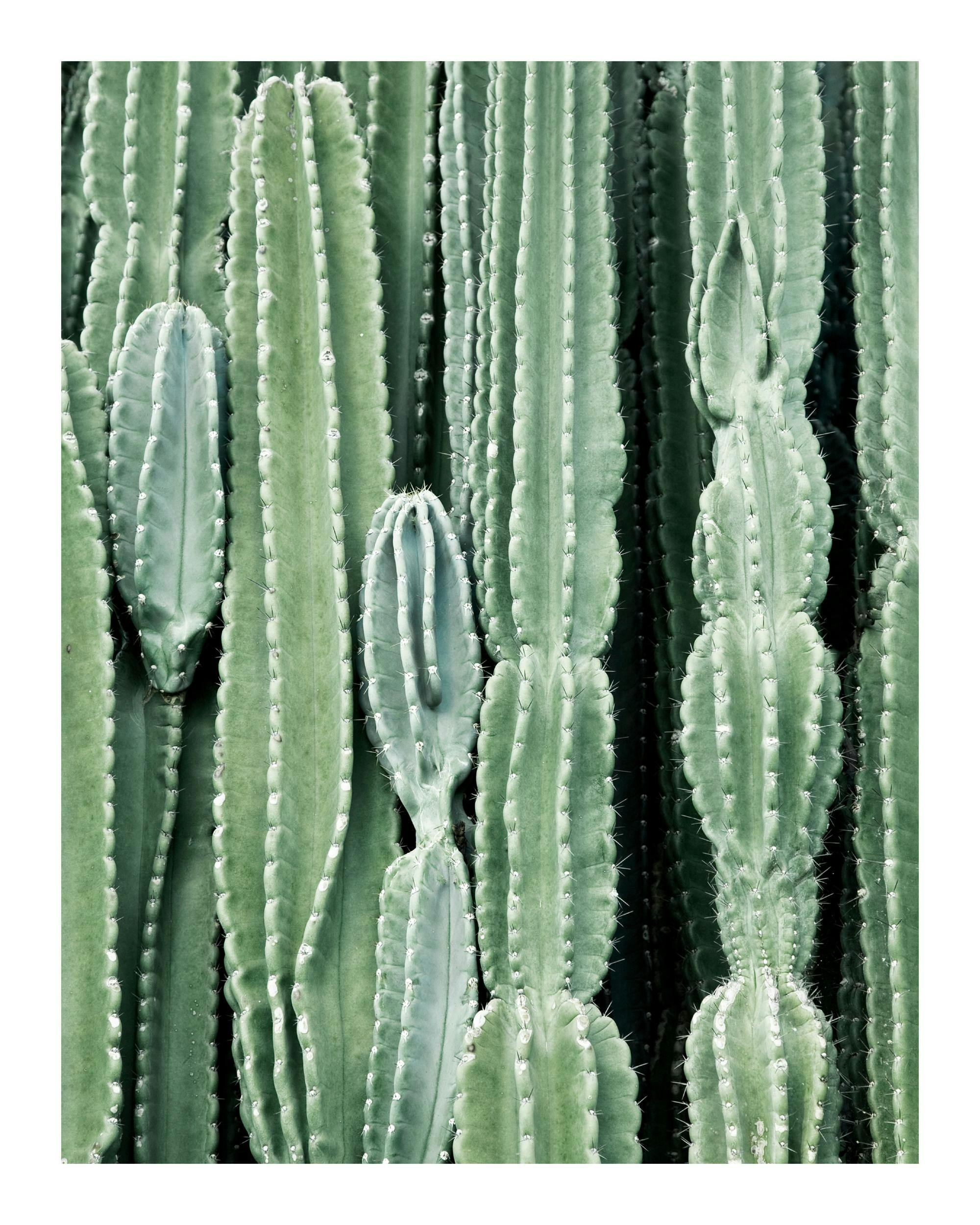En plakat med et close-up af en gruppe grønne kaktusser med tydelige ribber og små hvide torne.