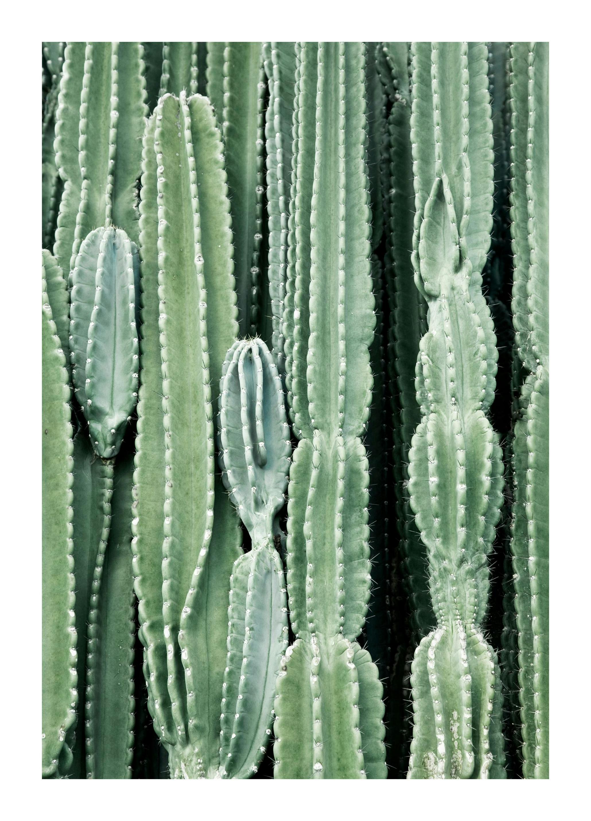 Cactus Poster (21x30 cm) - Poster Store