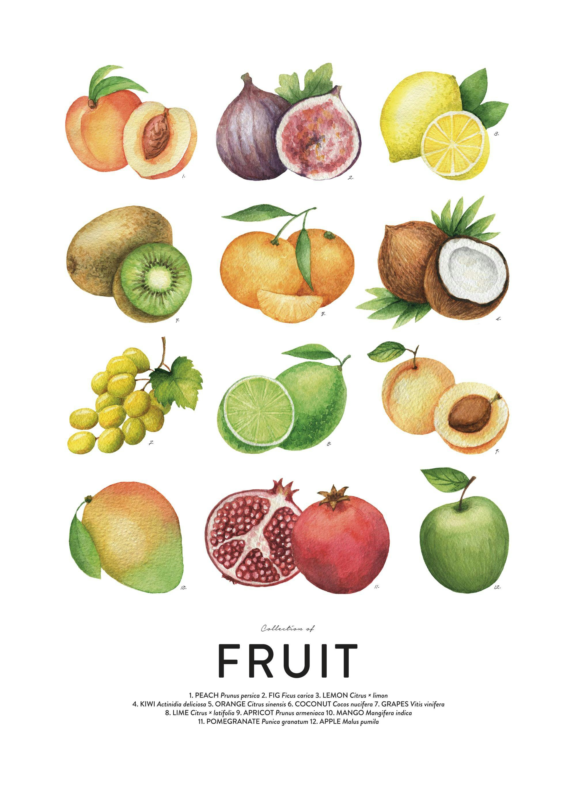 Plakat med en illustration af forskellige frugter i akvarel, herunder fersken, figen, citron, kiwi, appelsin, kokosnød, vindruer