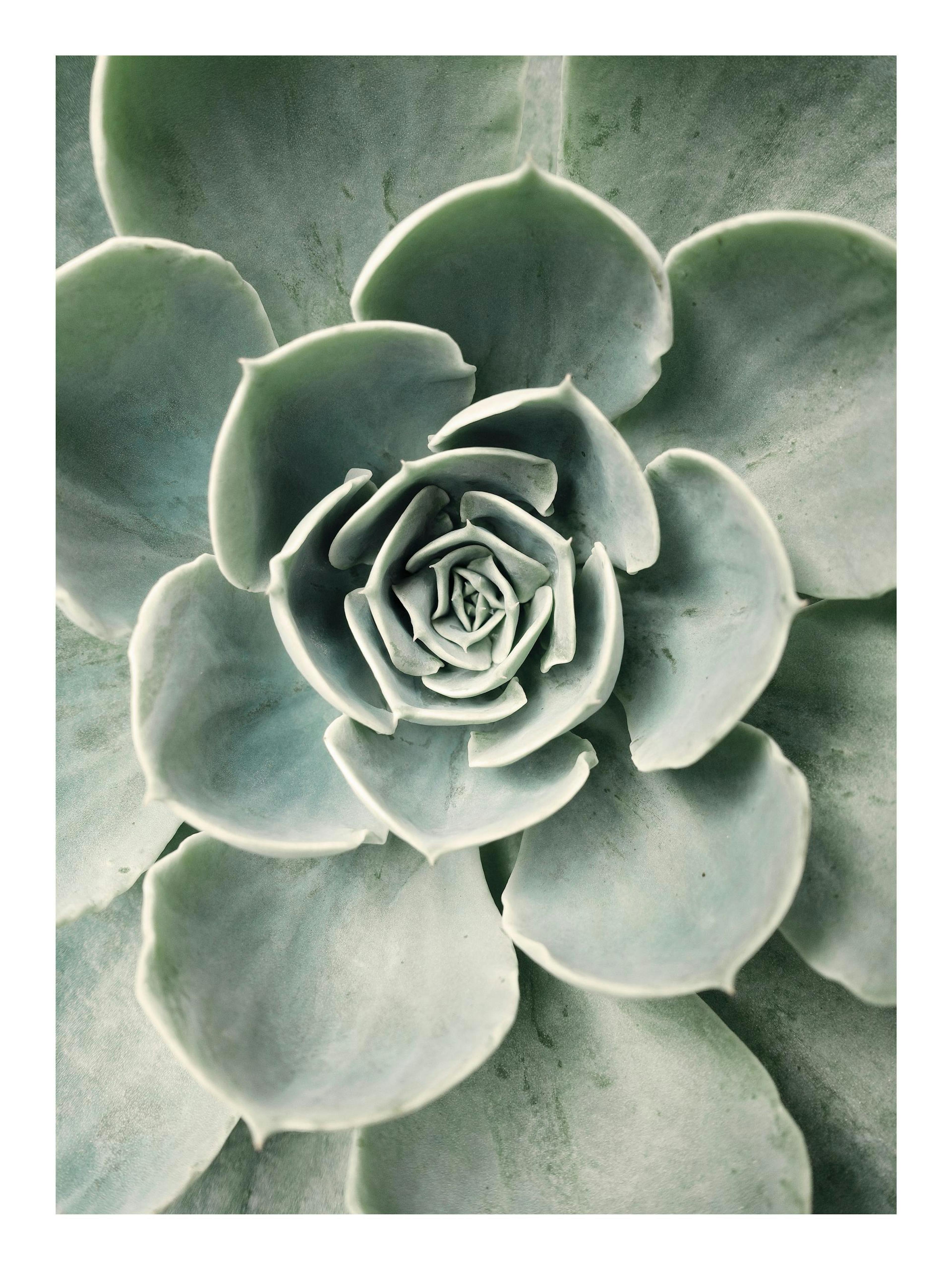 Flower Cactus Poster 0