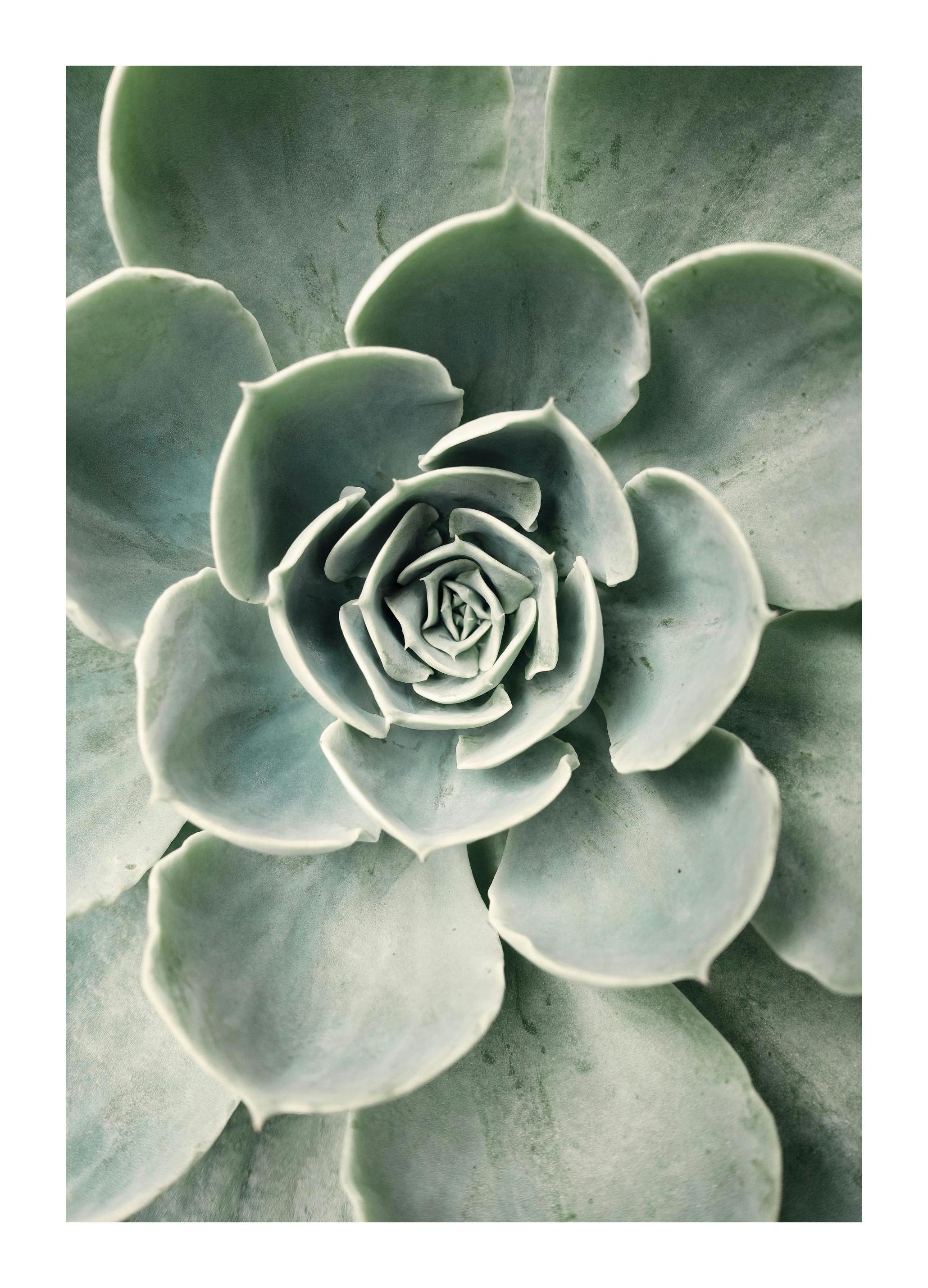 Flower Cactus Poster (50x50 cm) - Poster Store