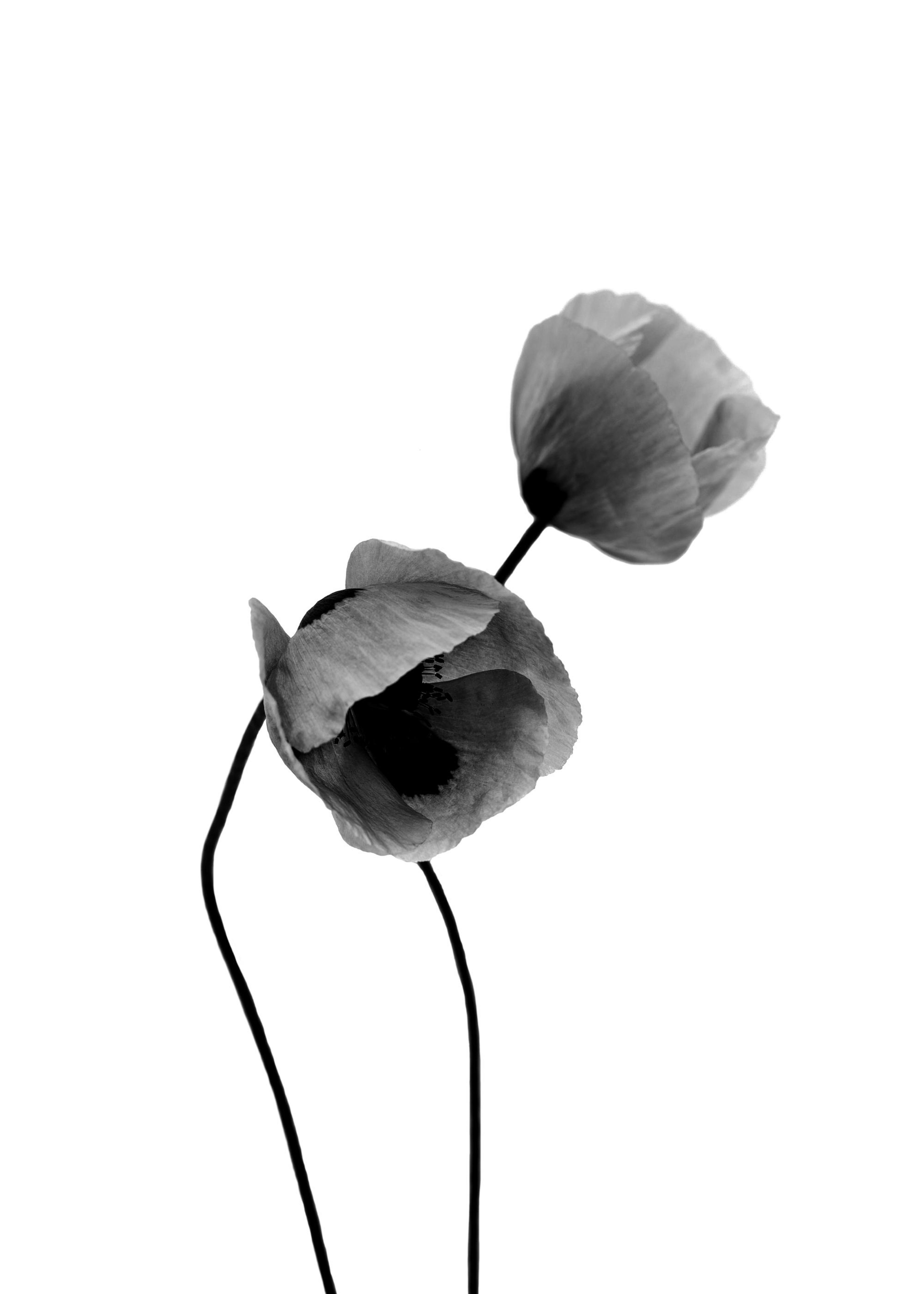 Gray Poppy Flowers, Poster 0