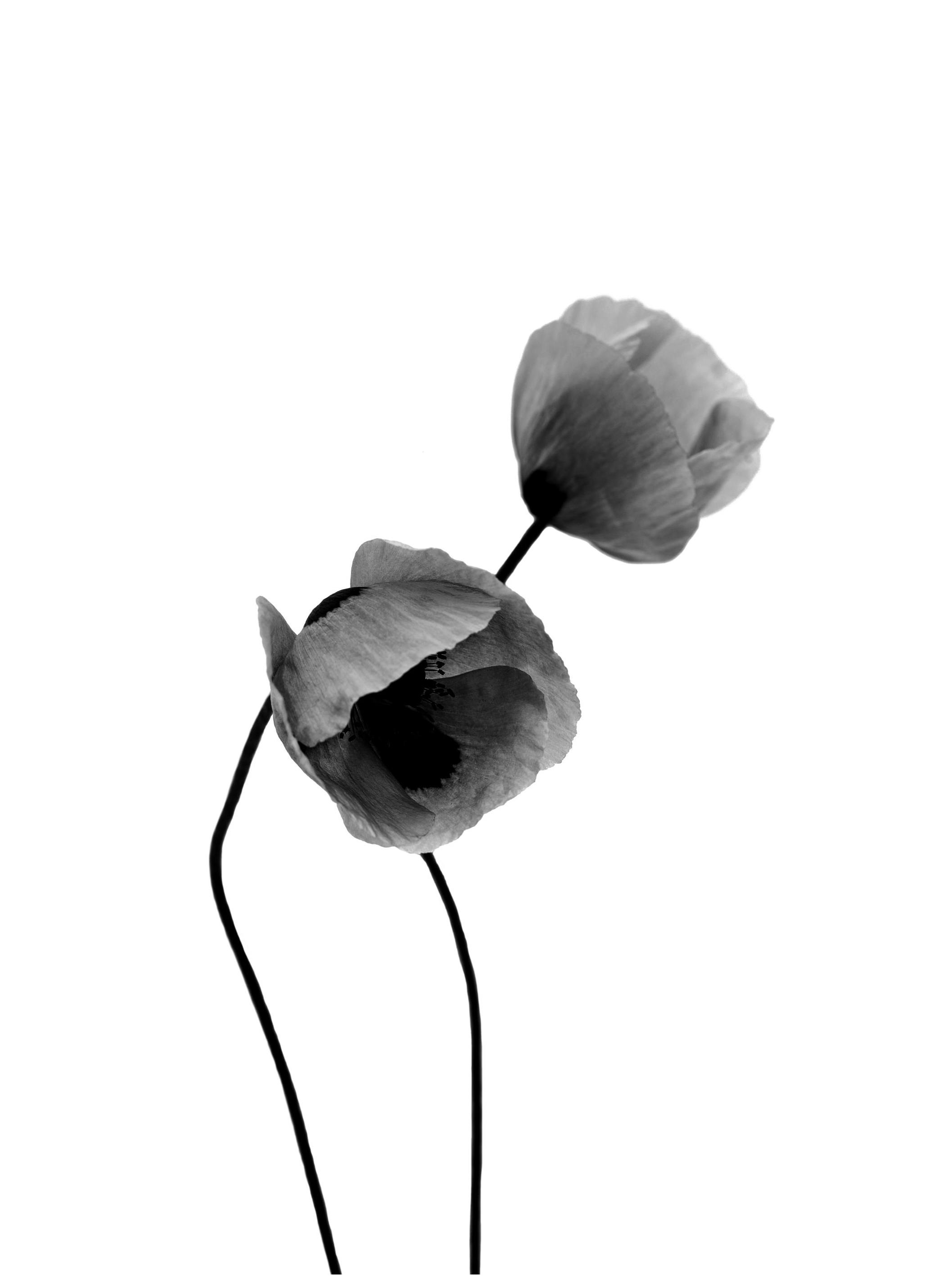 Grey Poppy Flowers, Poster (21x30 cm) - Poster Store