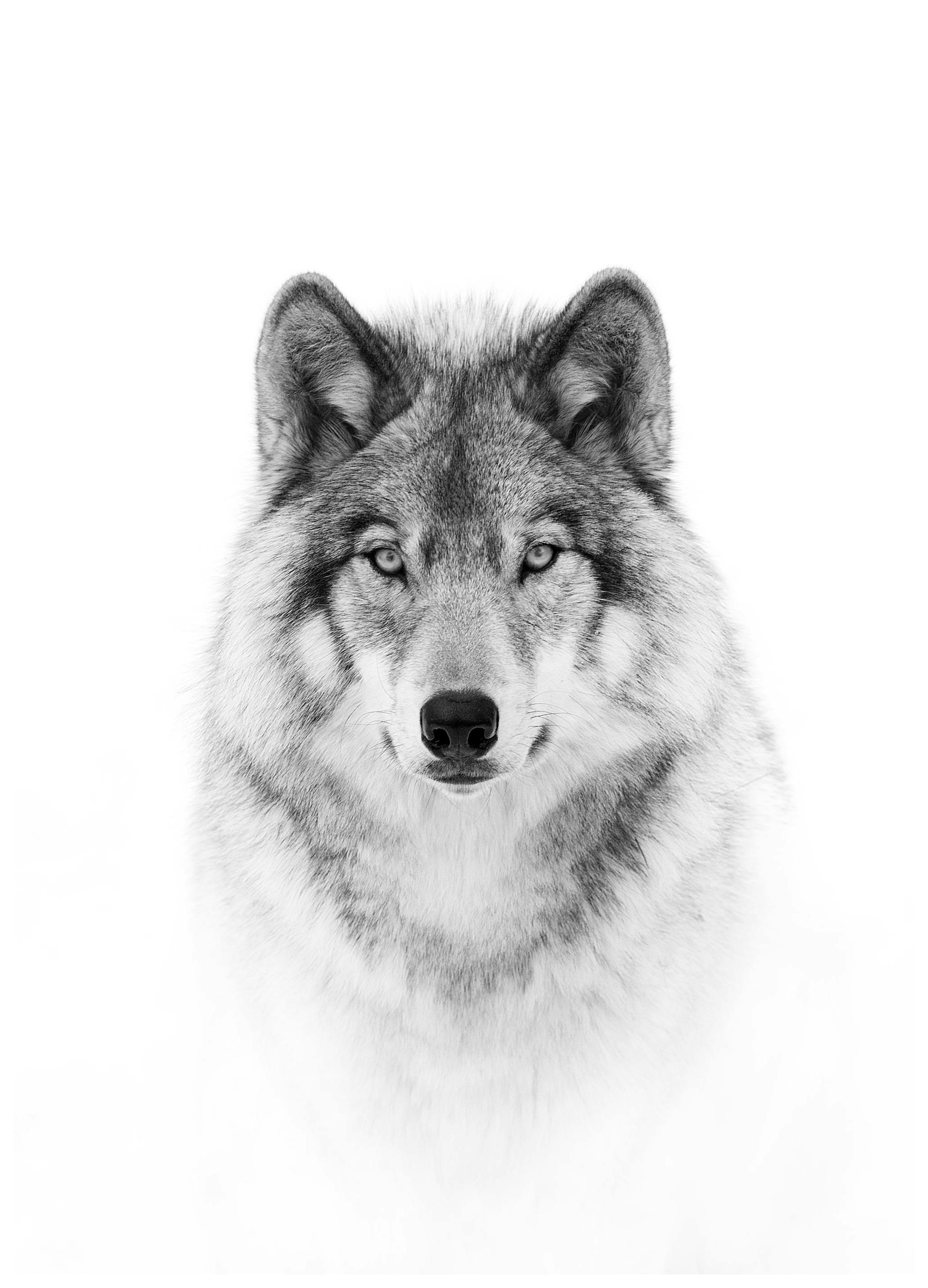 Plakat Wilk (61x91 cm) - Poster Store