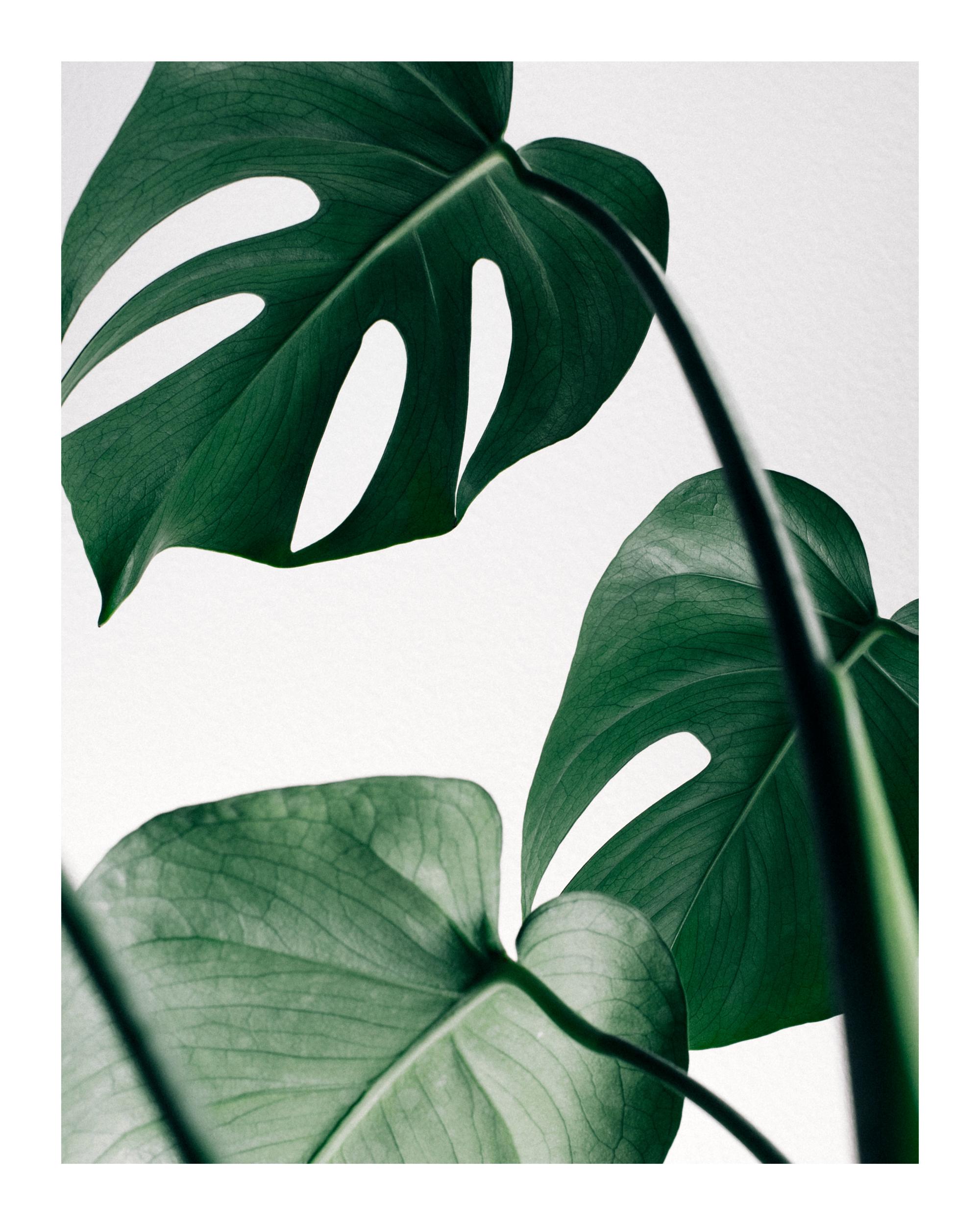 Monstera Leaves Poster with Green Monstera Leaves Art | Poster