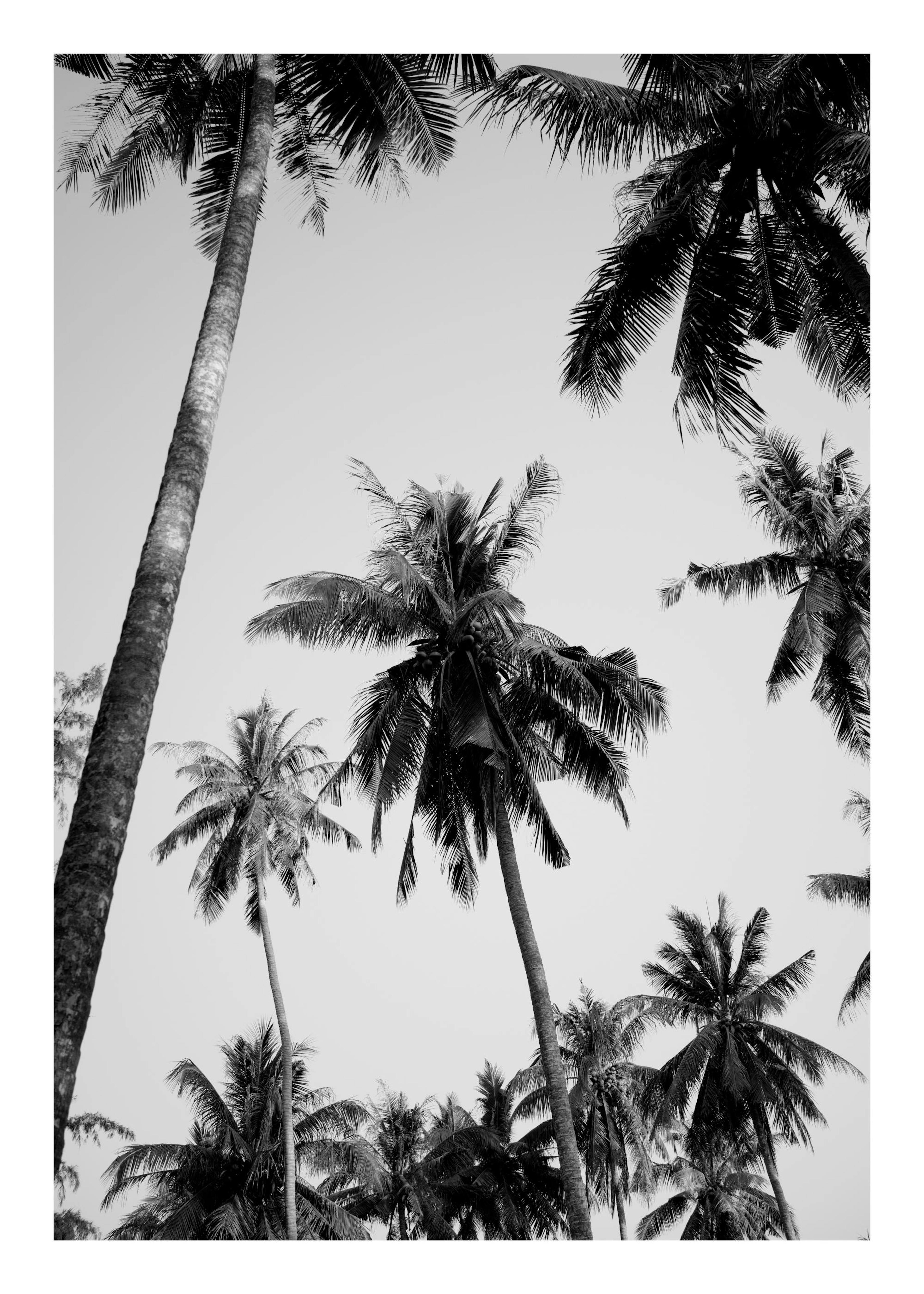 Palms Above Poster 0