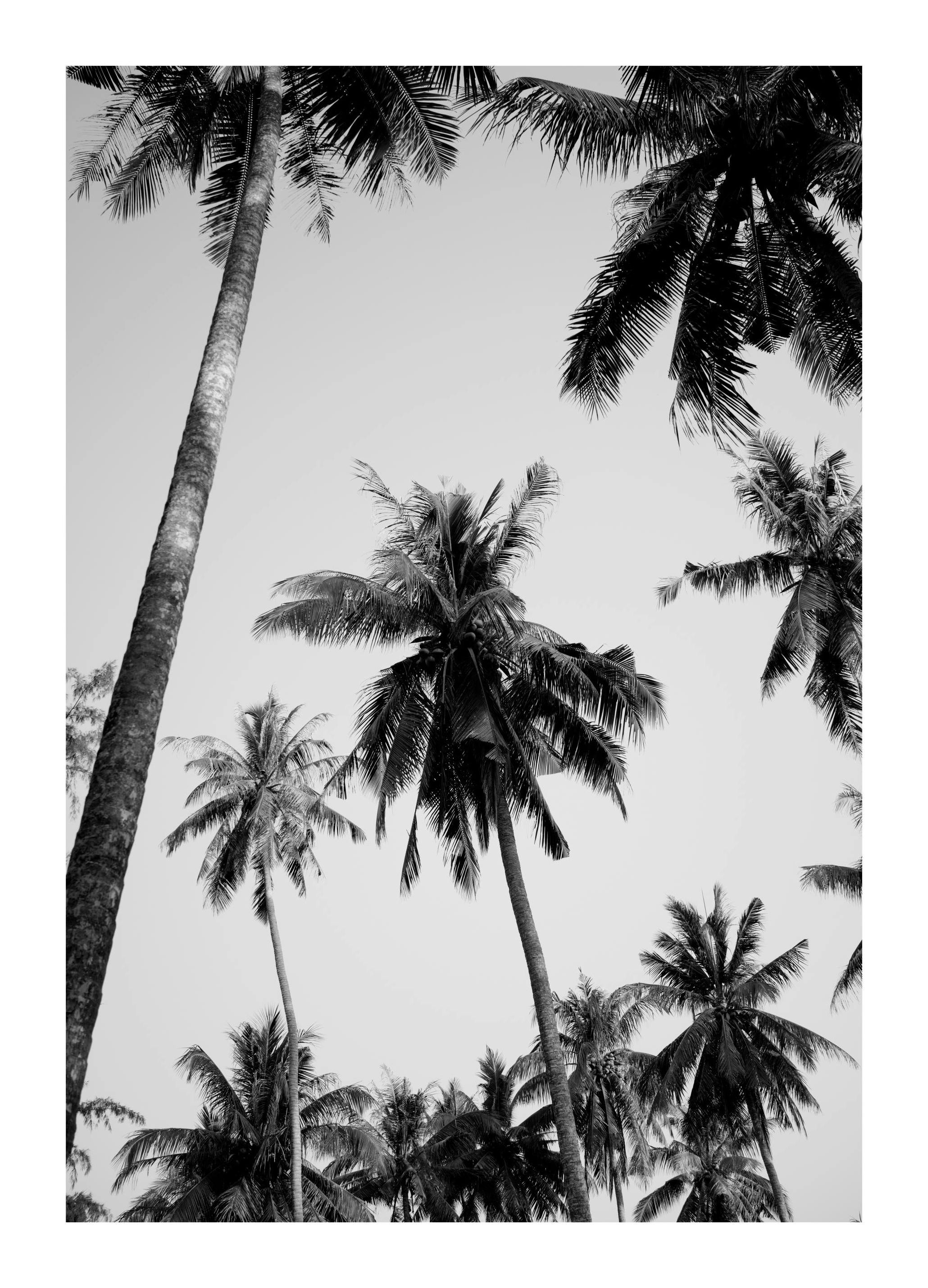 Palmen Boven Poster (30x40 cm) - Poster Store