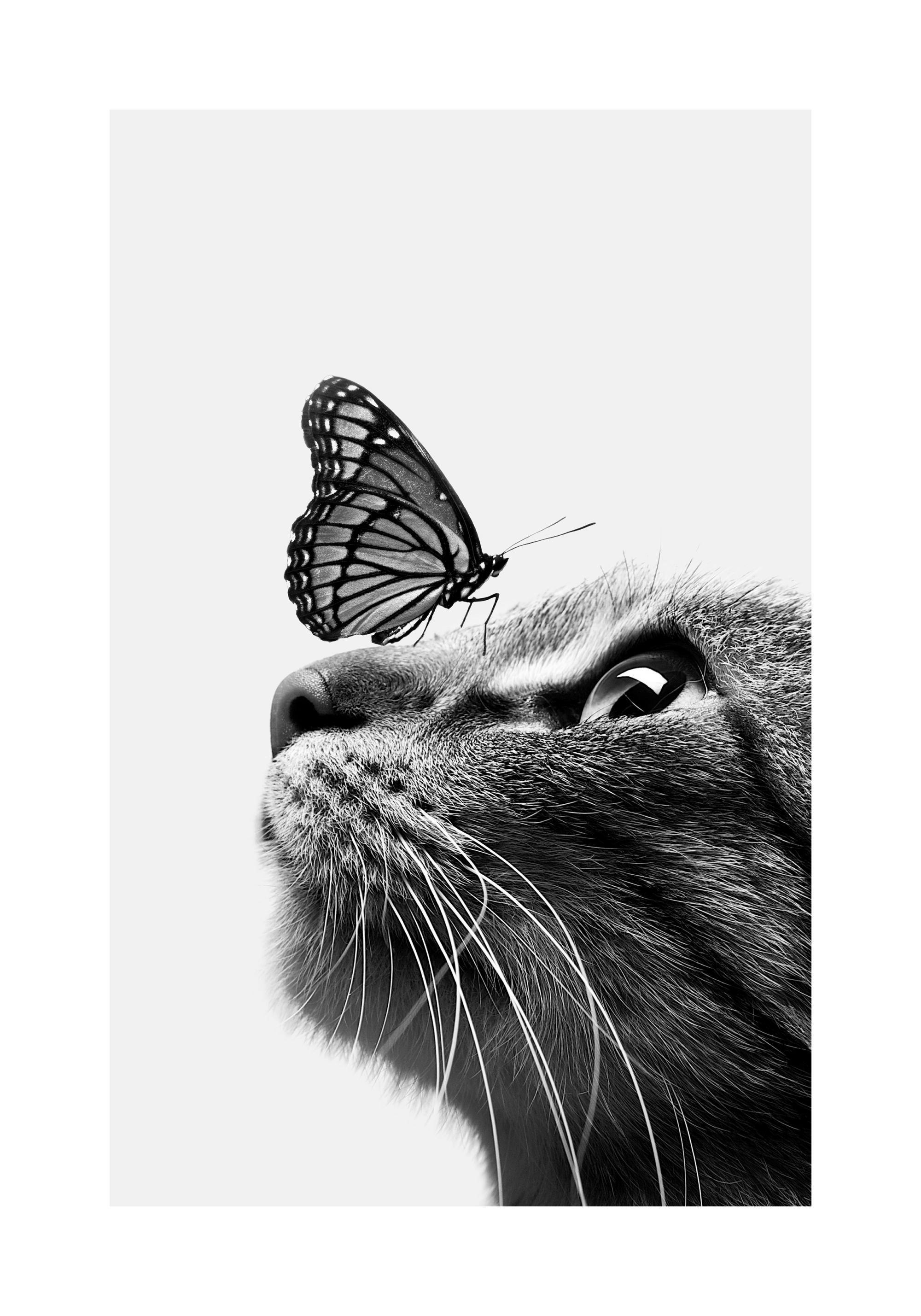 A poster of a black and white close-up of a cat looking up at a butterfly on its nose.
