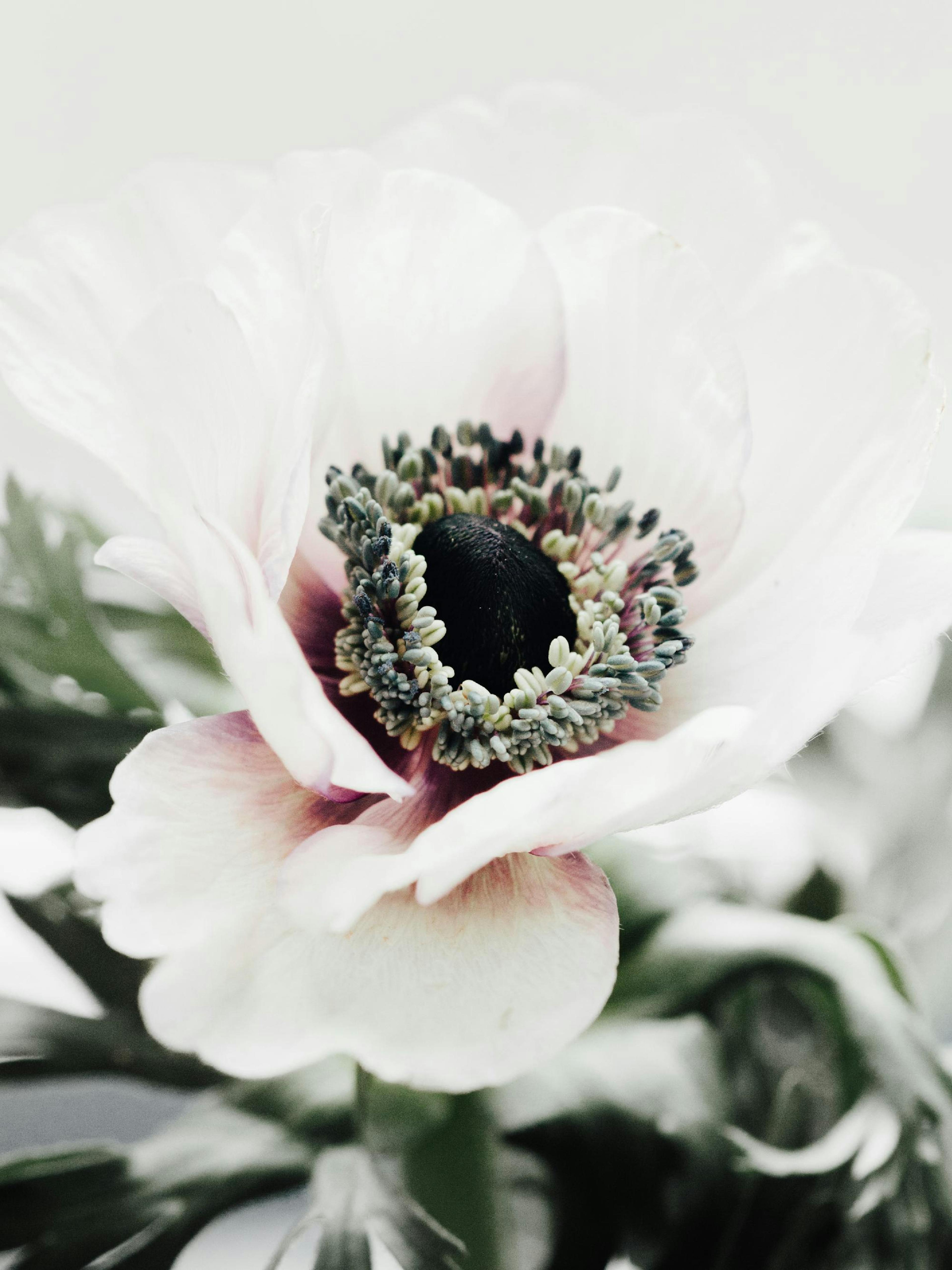 흰색 꽃잎과 중앙의 검은색 수술이 돋보이는 아네모네 클로즈업 포스터.