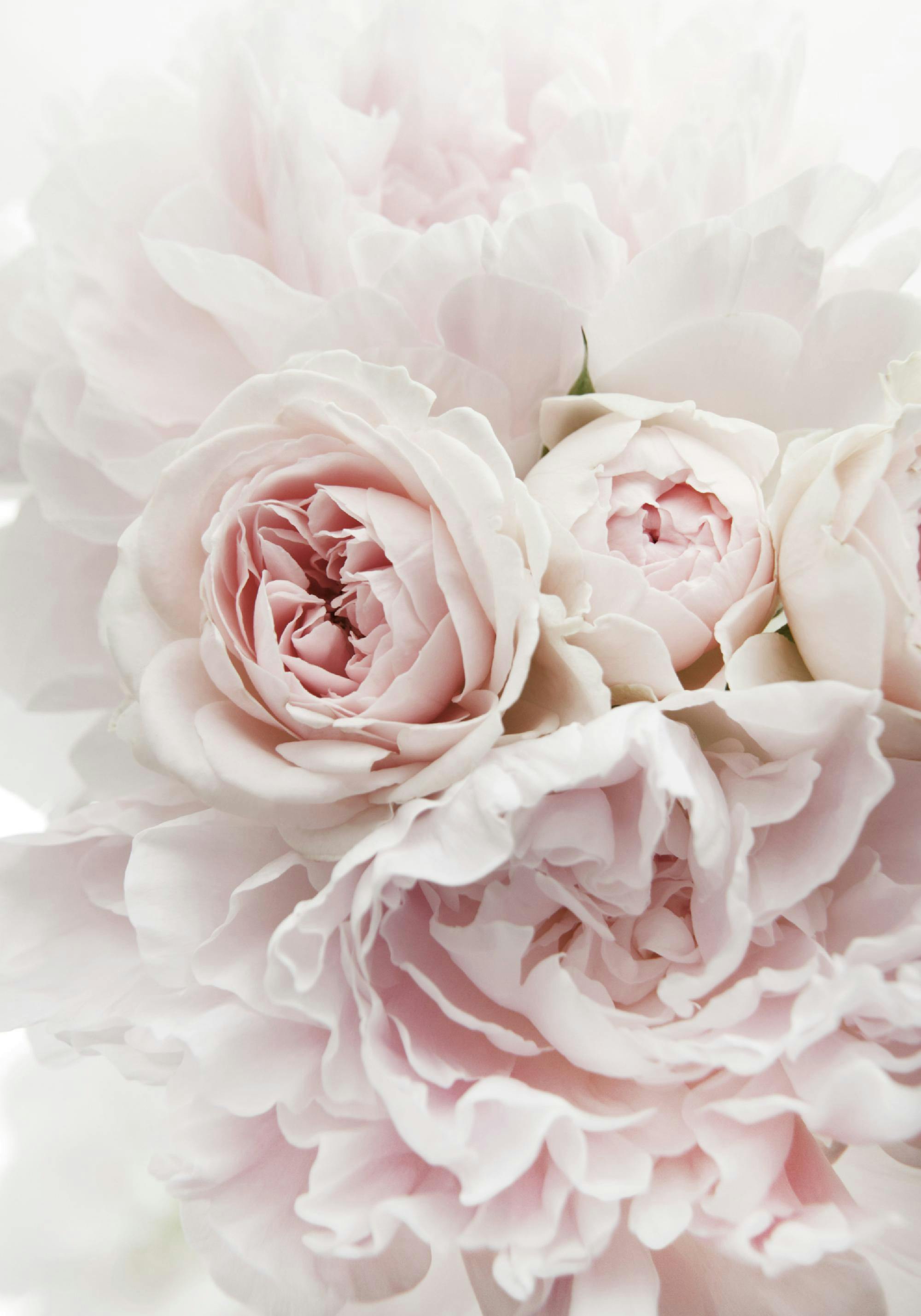 Plakat przedstawiający delikatne, różowe róże i piwonie w miękkim świetle, tworzące romantyczną kompozycję.