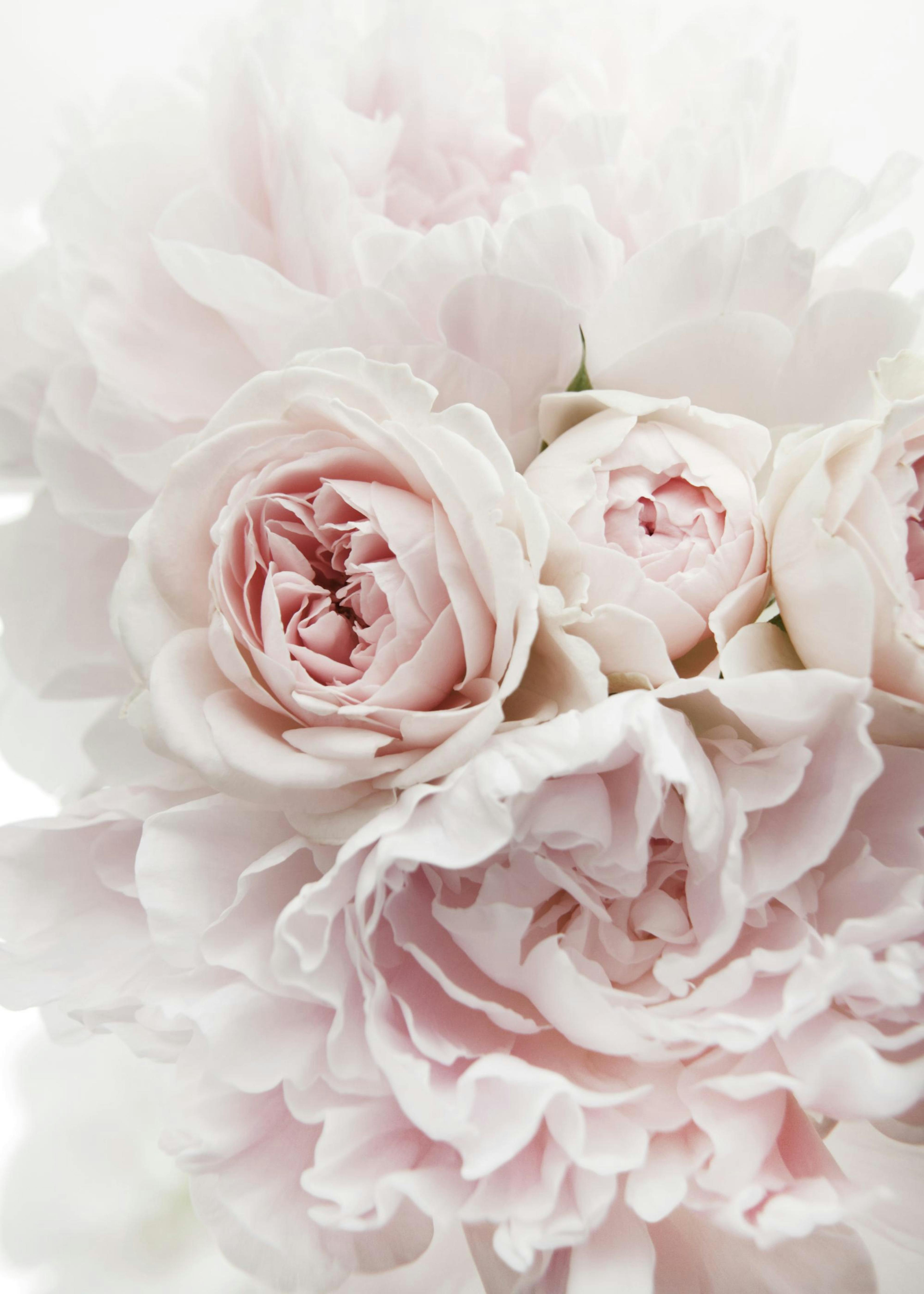 Fiori Rosa Poster 0