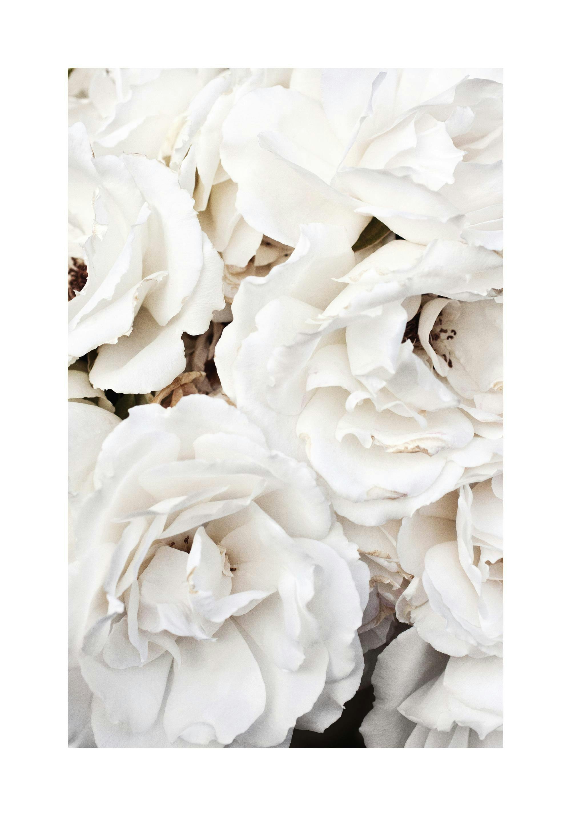 Plakat przedstawiający zbliżenie na bukiet białych róż w stonowanych odcieniach, z delikatnymi cieniami.