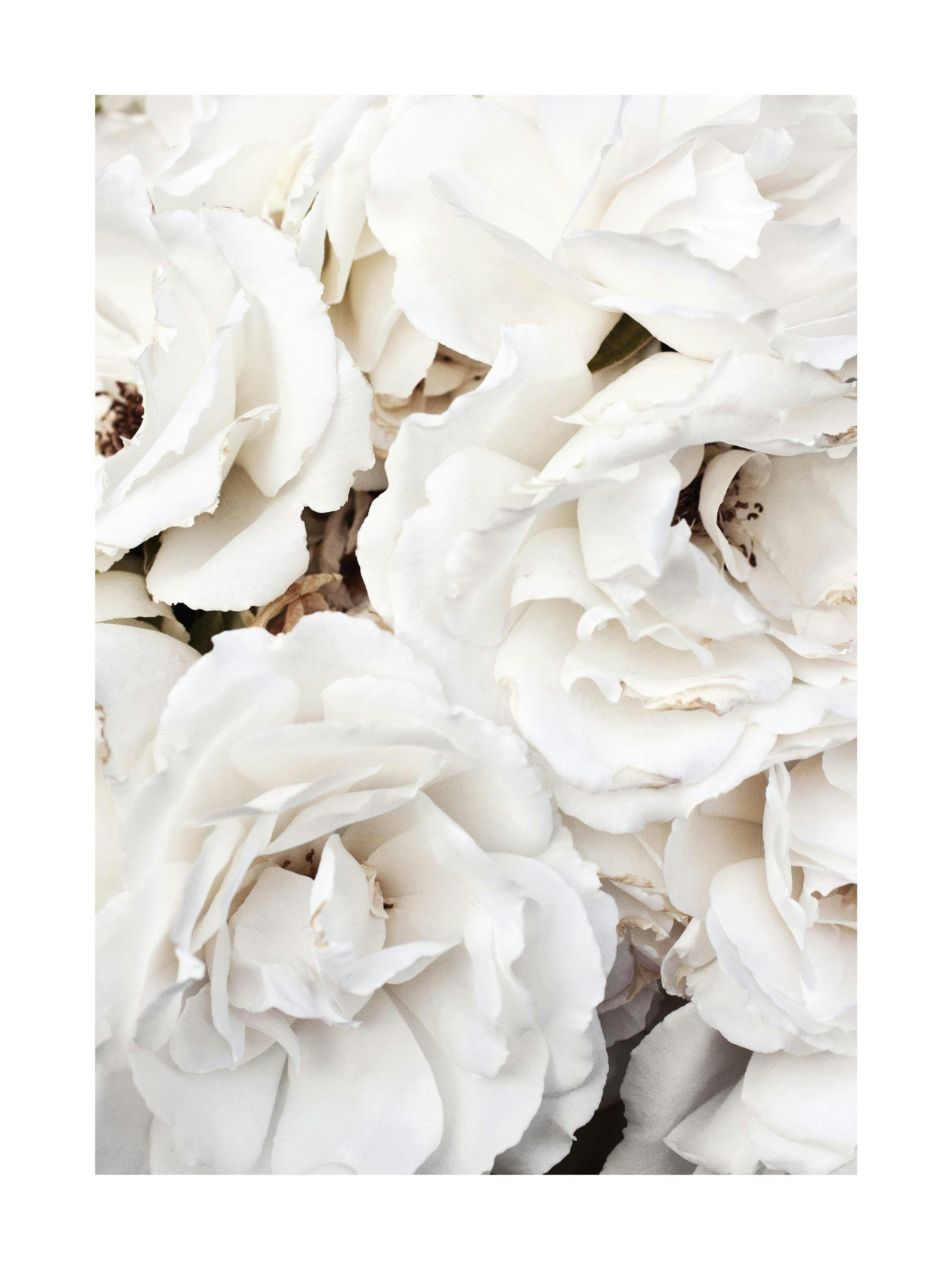 A poster featuring a close-up of delicate white rose petals in full bloom, capturing their soft texture and natural beauty.