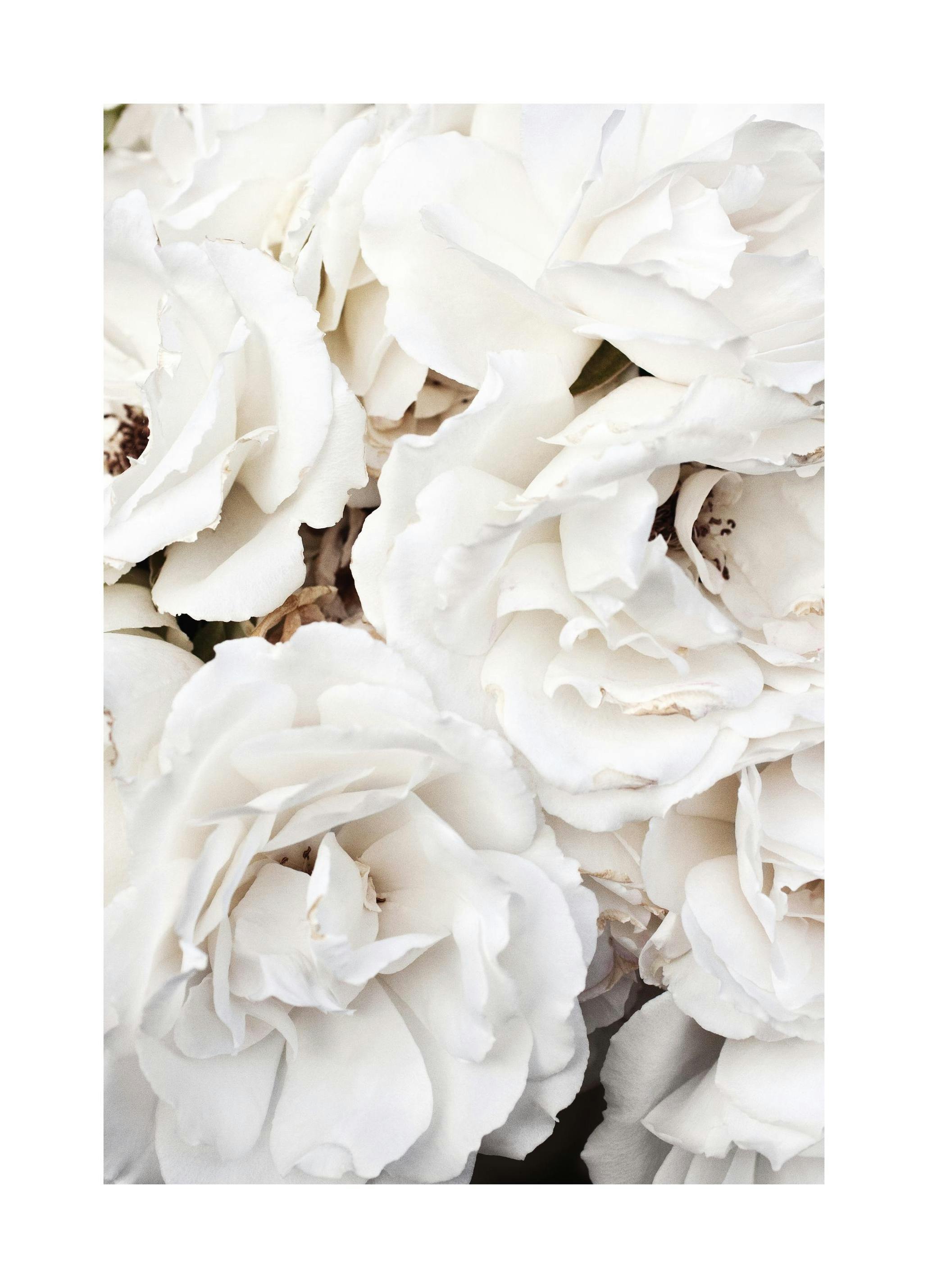 White Flowers Poster (30x40 cm) - Poster Store