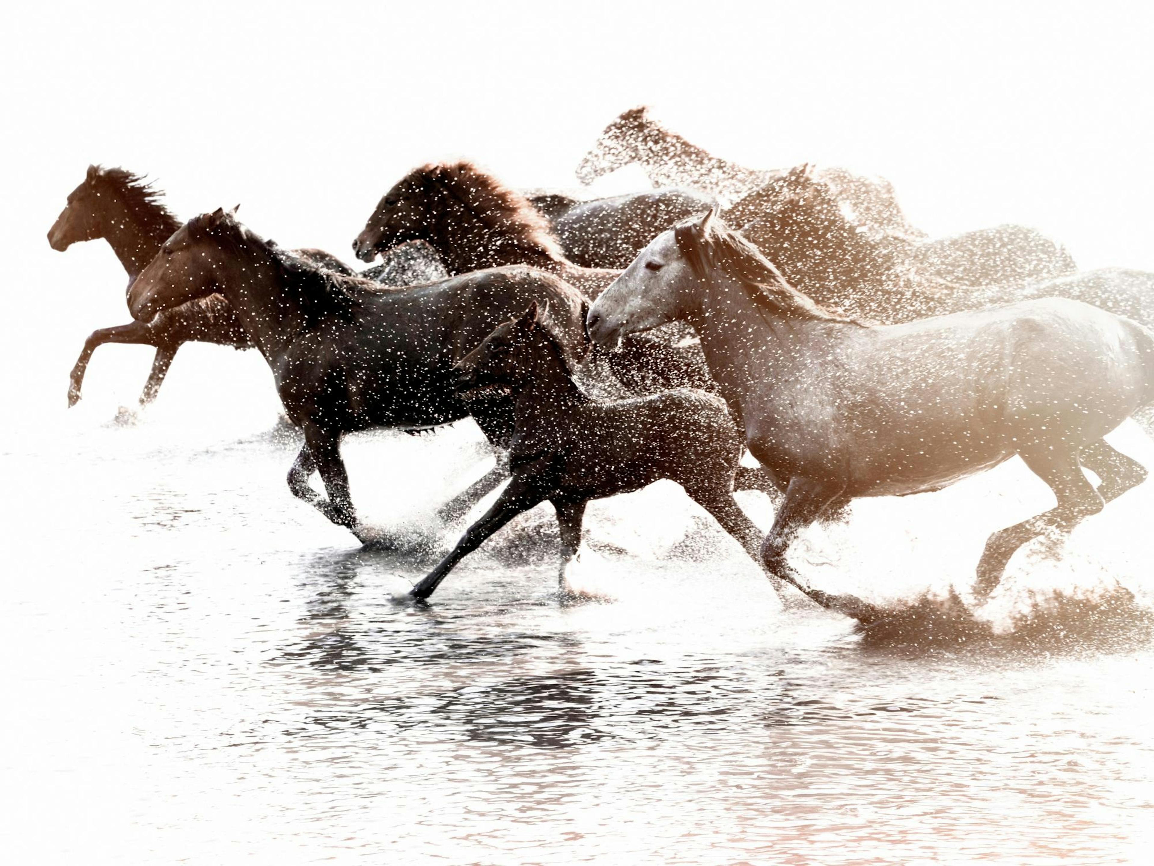 Wild horses Poster thumbnail
