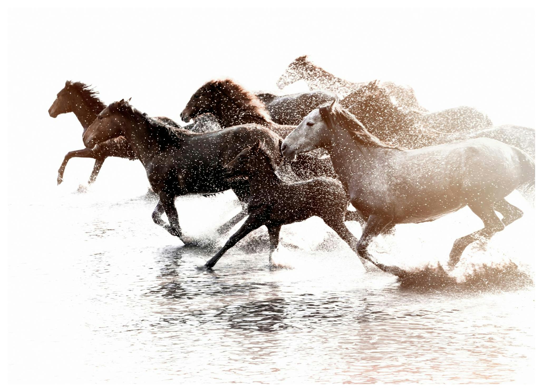 Wild horses Poster (30x40 cm) - Poster Store