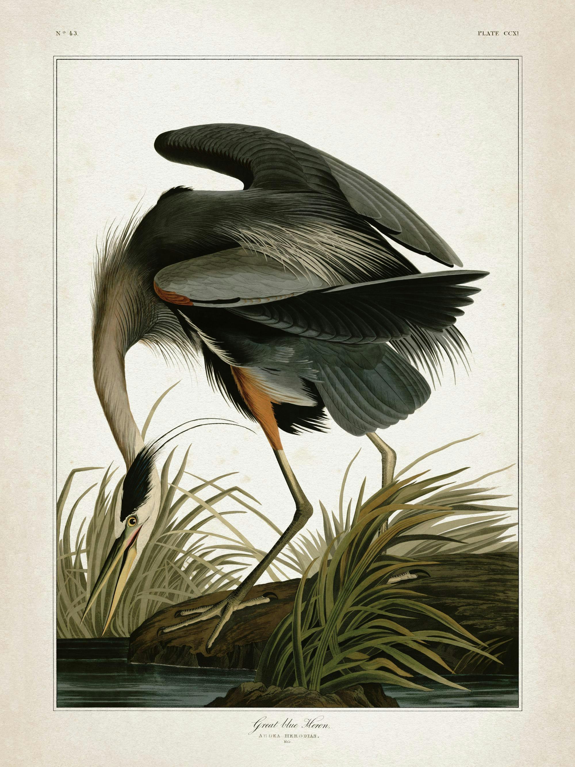 Póster de un pájaro garza azul con plumaje oscuro y blanco, de pie en un tronco junto al agua, entre juncos verdes.