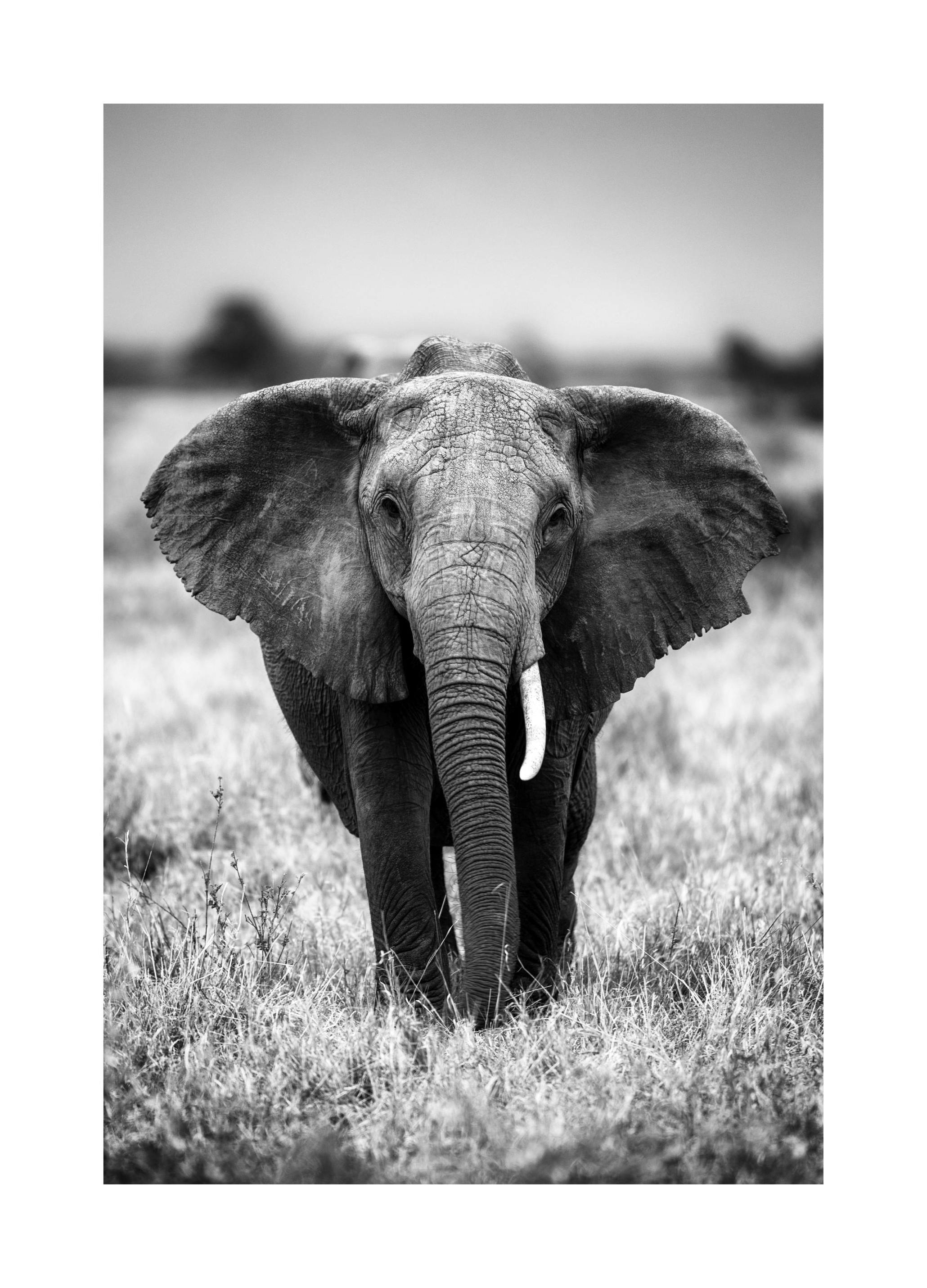Olifant in het Wild Poster (21x30 cm) - Poster Store